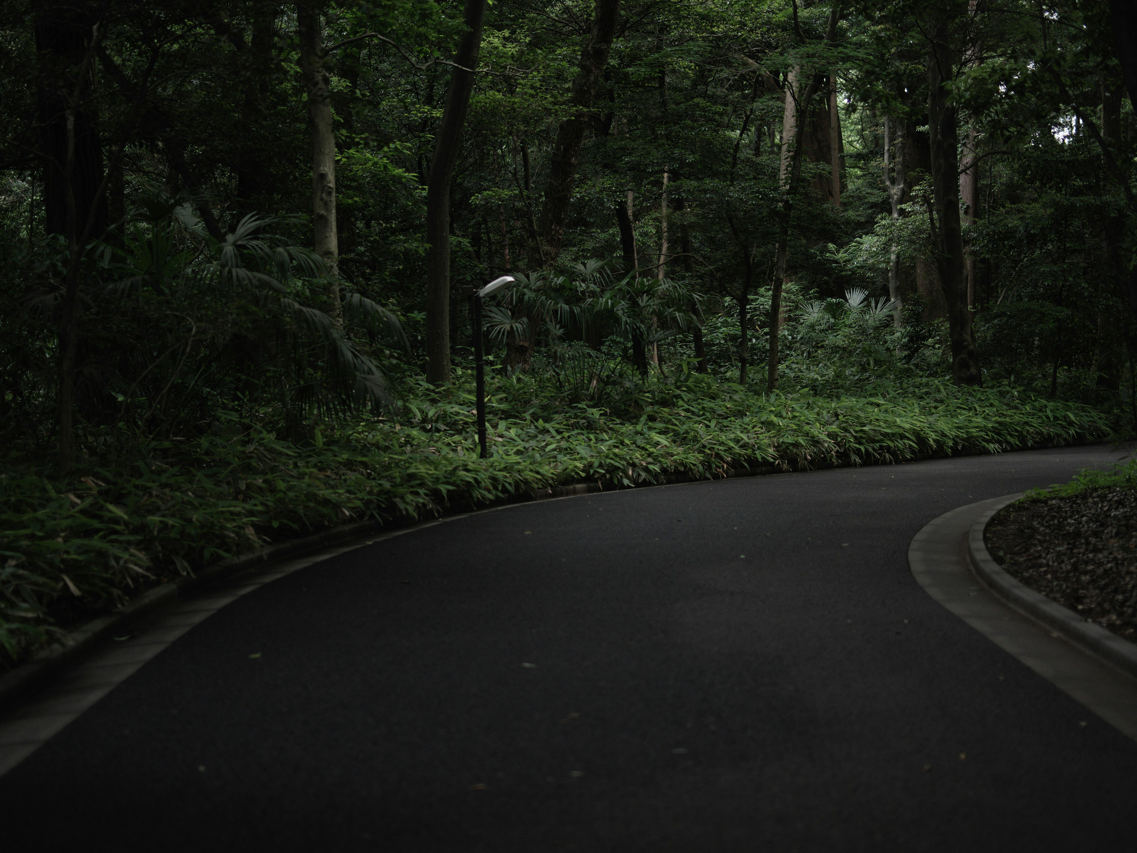 緑豊かな森の中の曲がりくねった舗装道路