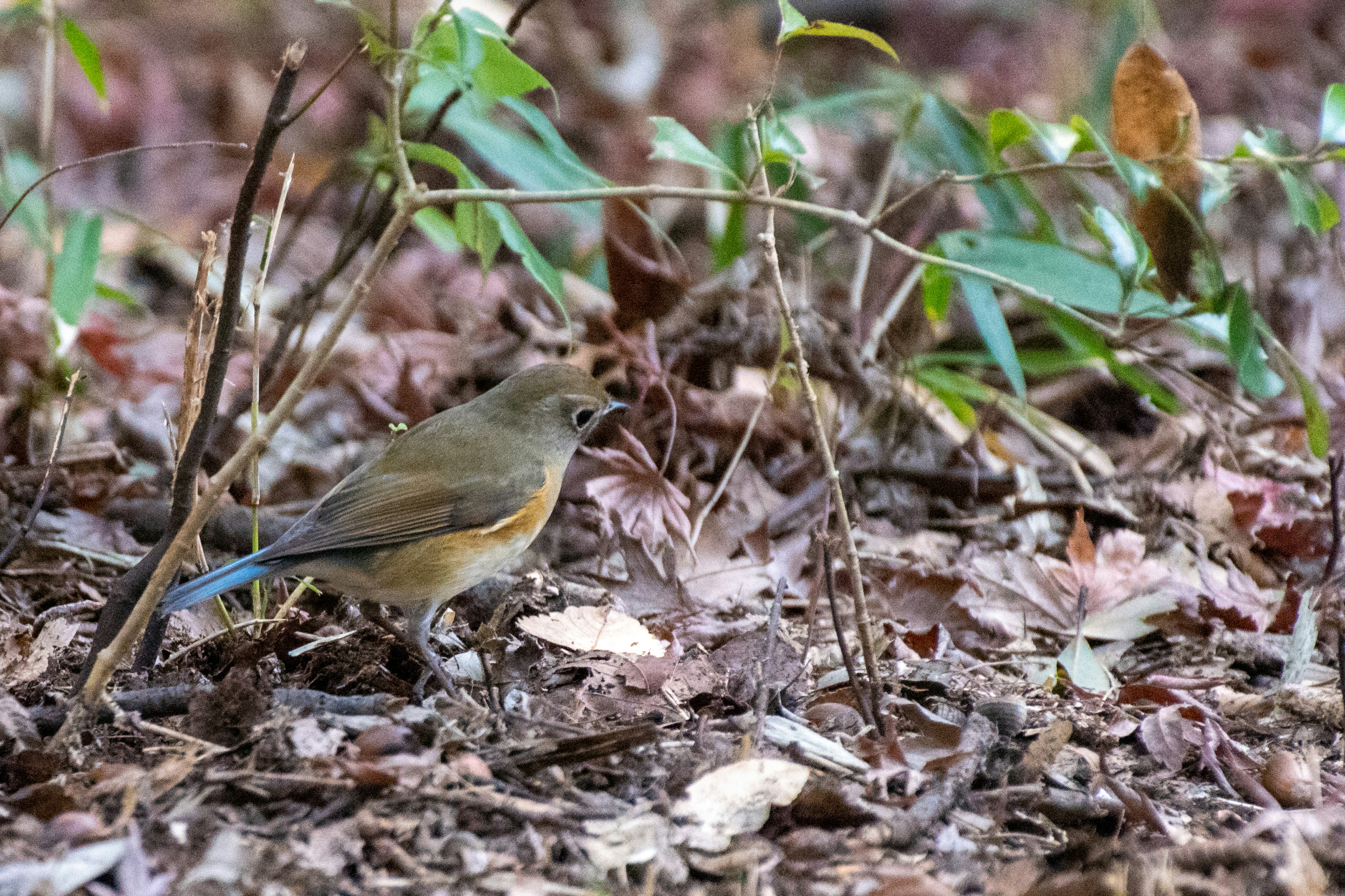 A small bird in the forest among fallen leaves