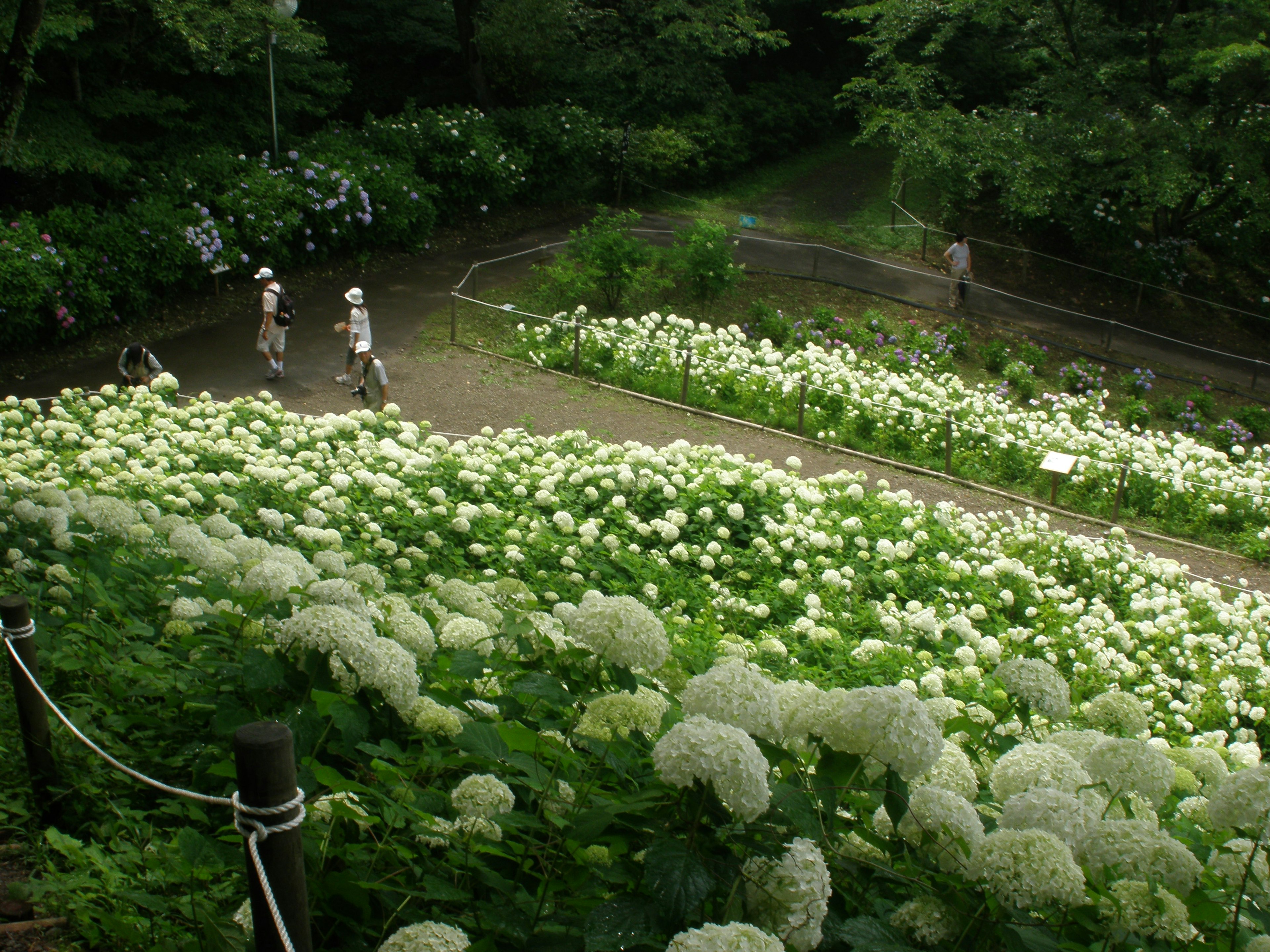 緑豊かな庭園に広がる白い花のアジサイと散策する人々