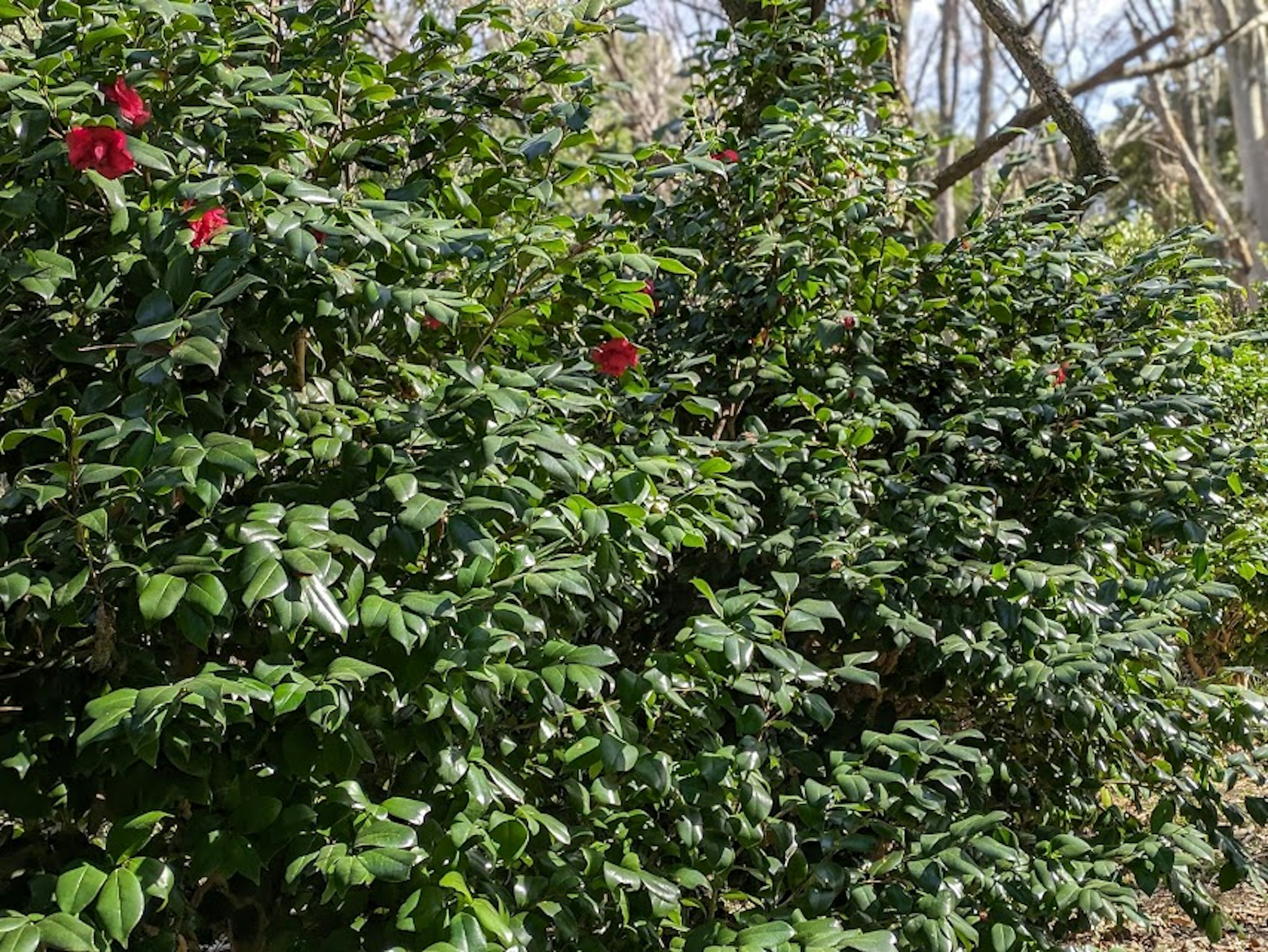 Semak lebat dengan daun hijau dan bunga merah yang tersebar