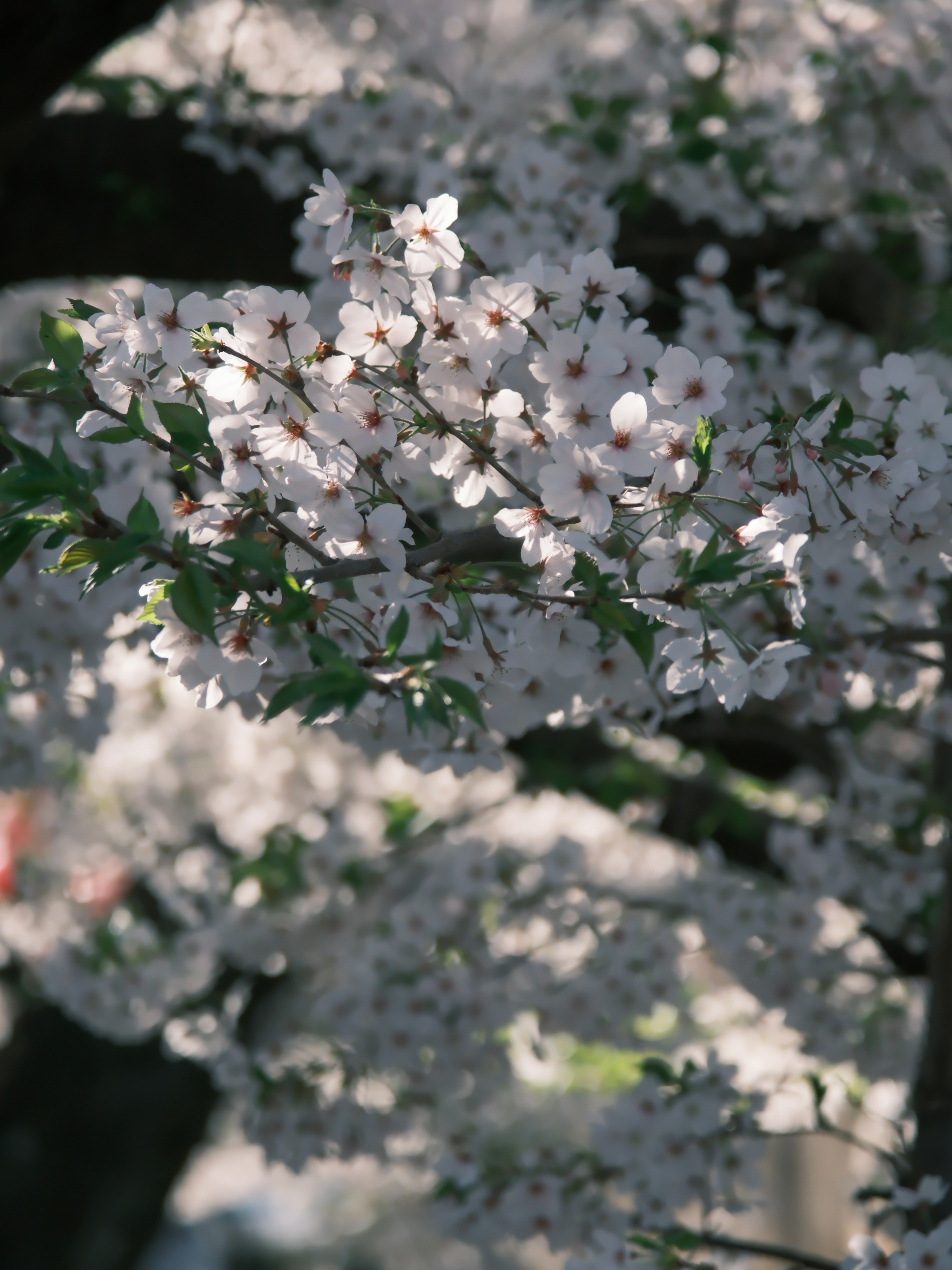 桜の花が咲いている枝のクローズアップ