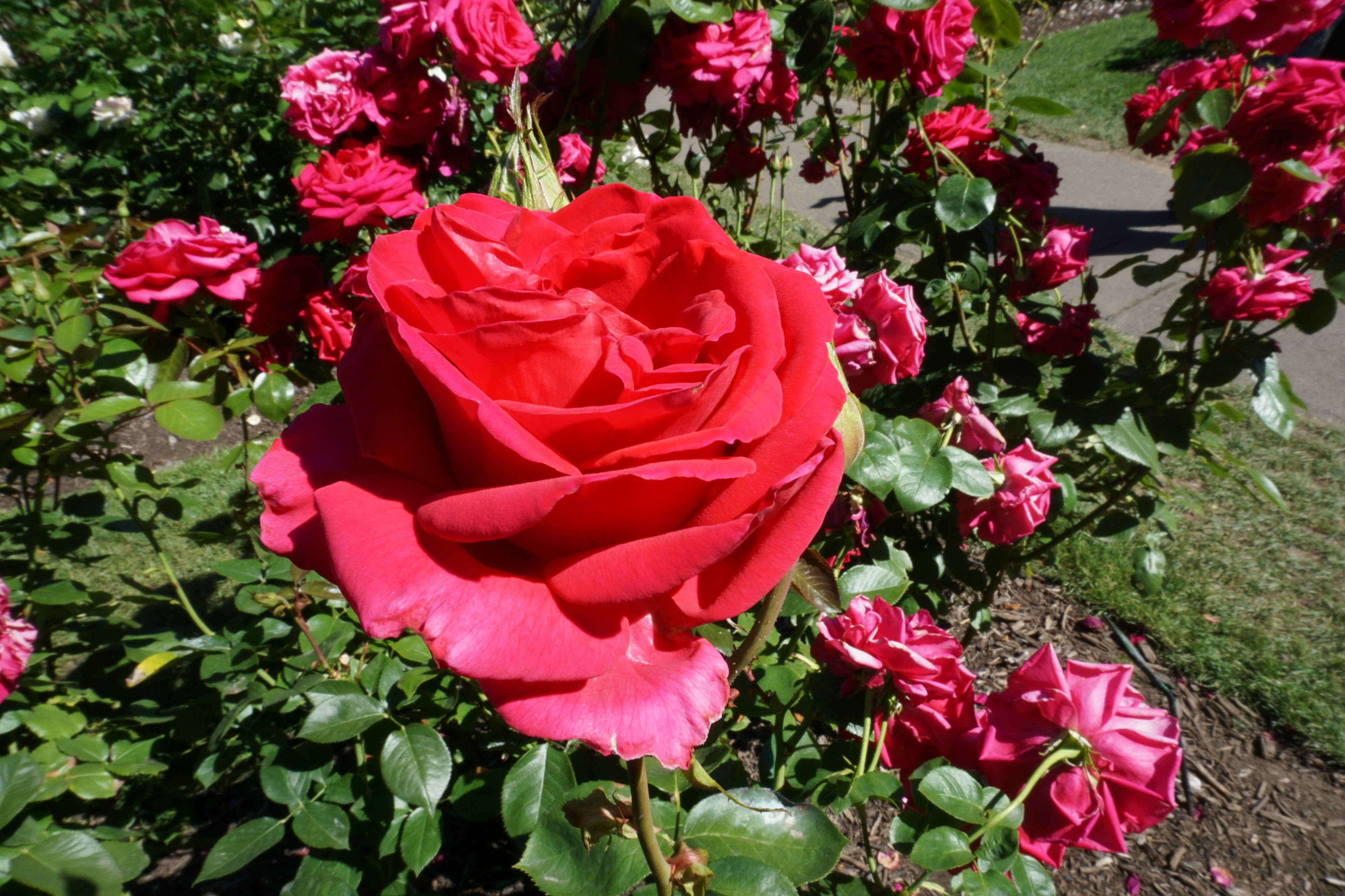 Rosa roja vibrante rodeada de pequeñas rosas rosas en un jardín