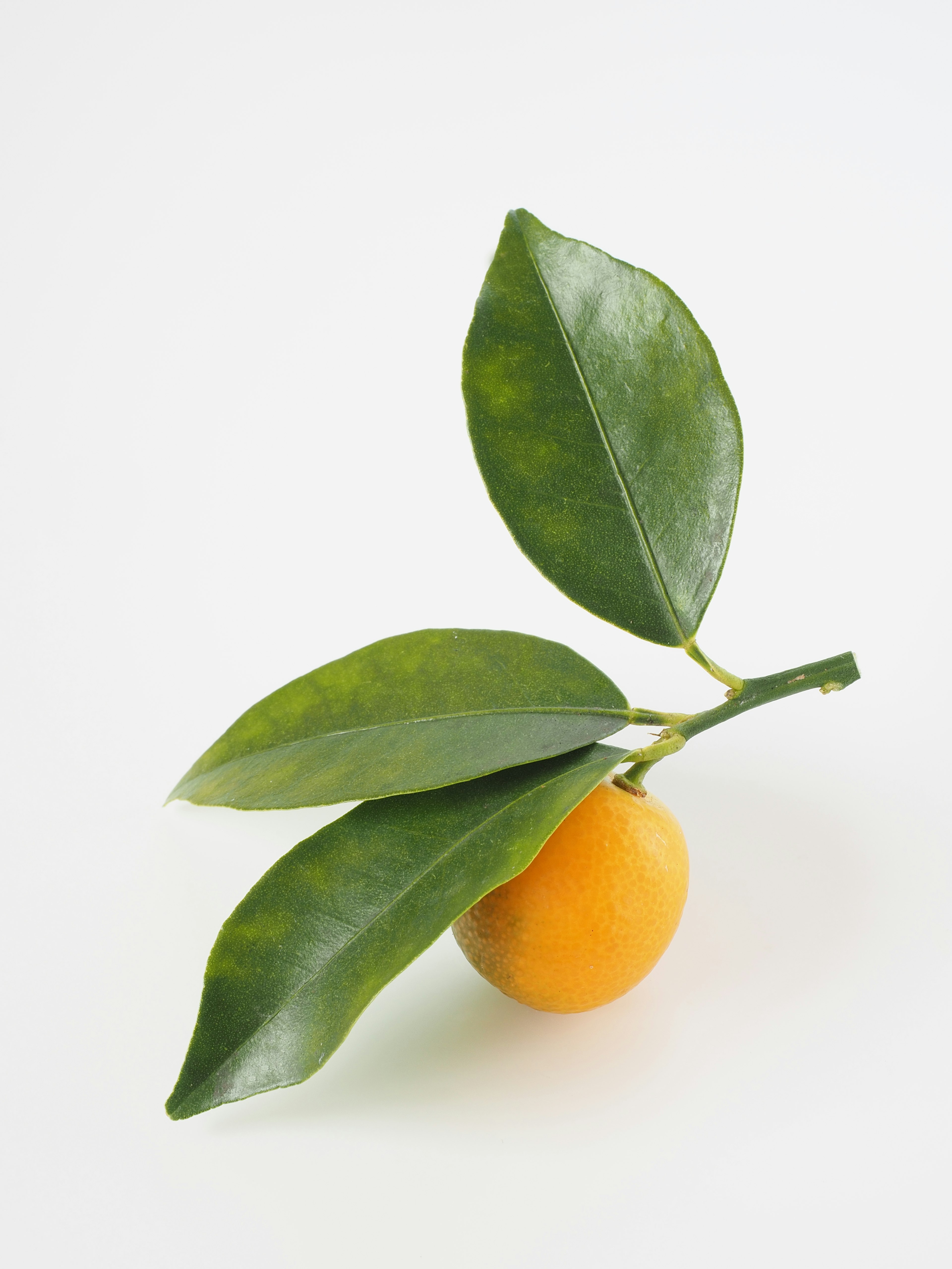 Une image simple d'un fruit orange avec des feuilles vertes