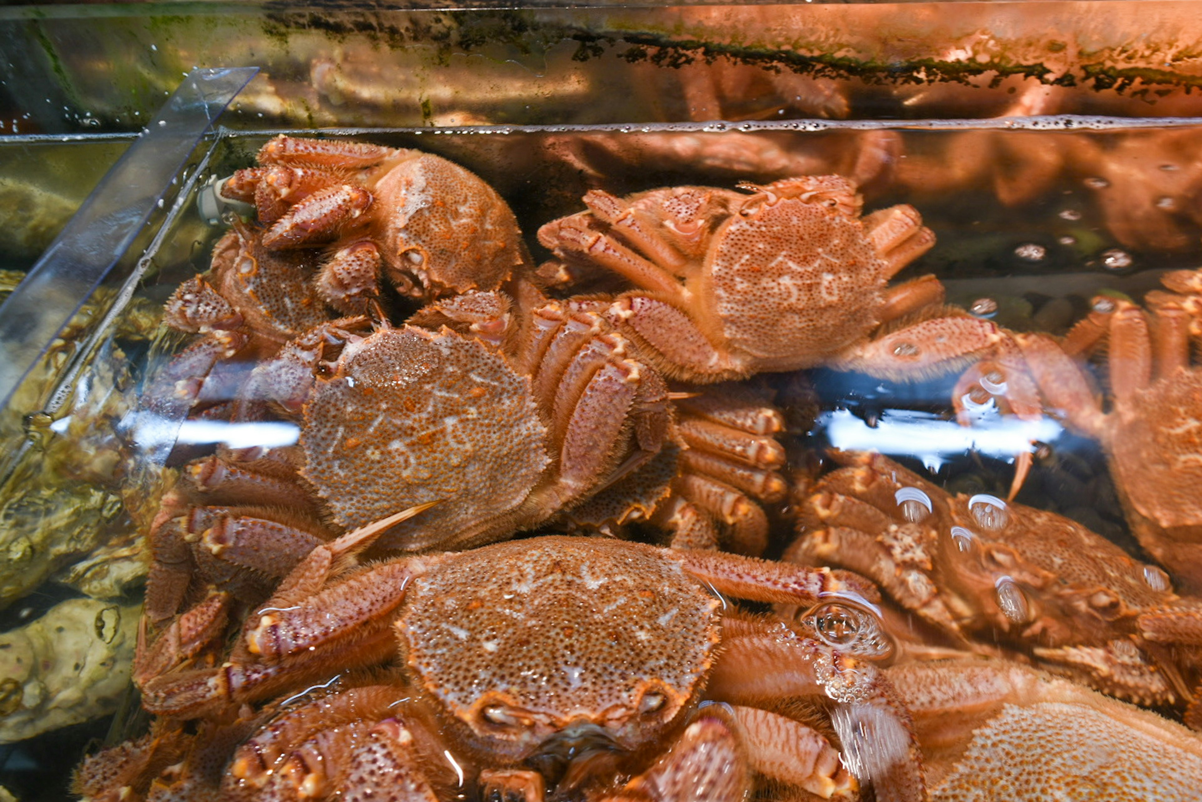 Sekelompok kepiting oranye di dalam tangki kaca