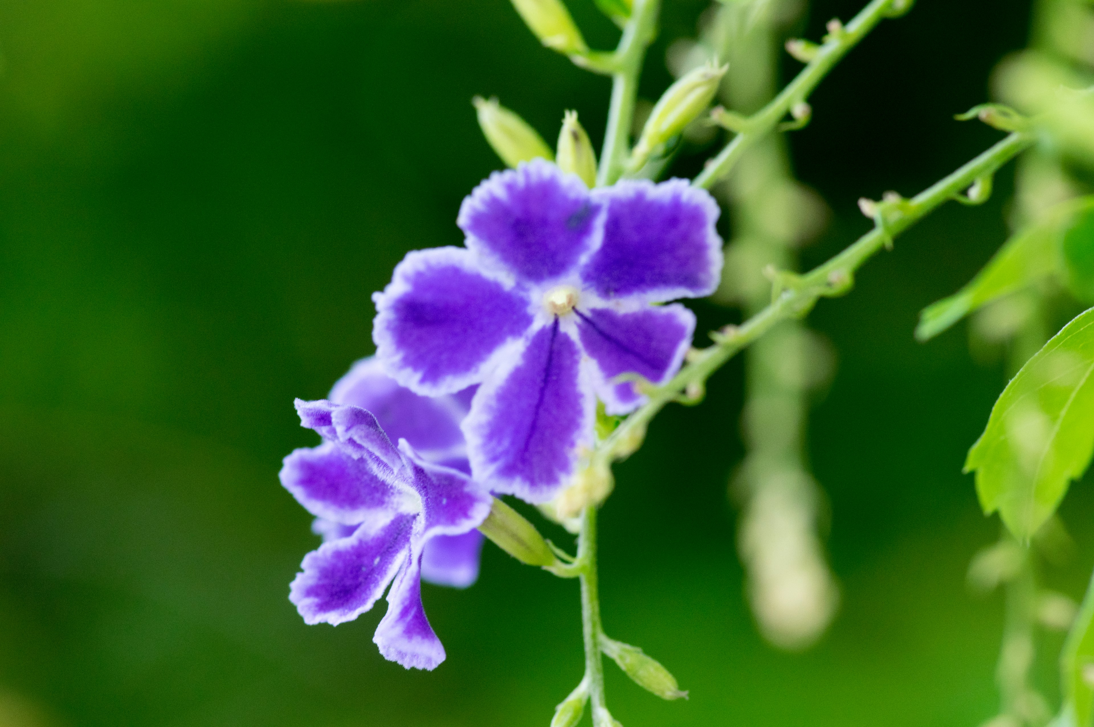 紫色の花が咲いている植物のクローズアップ緑の背景