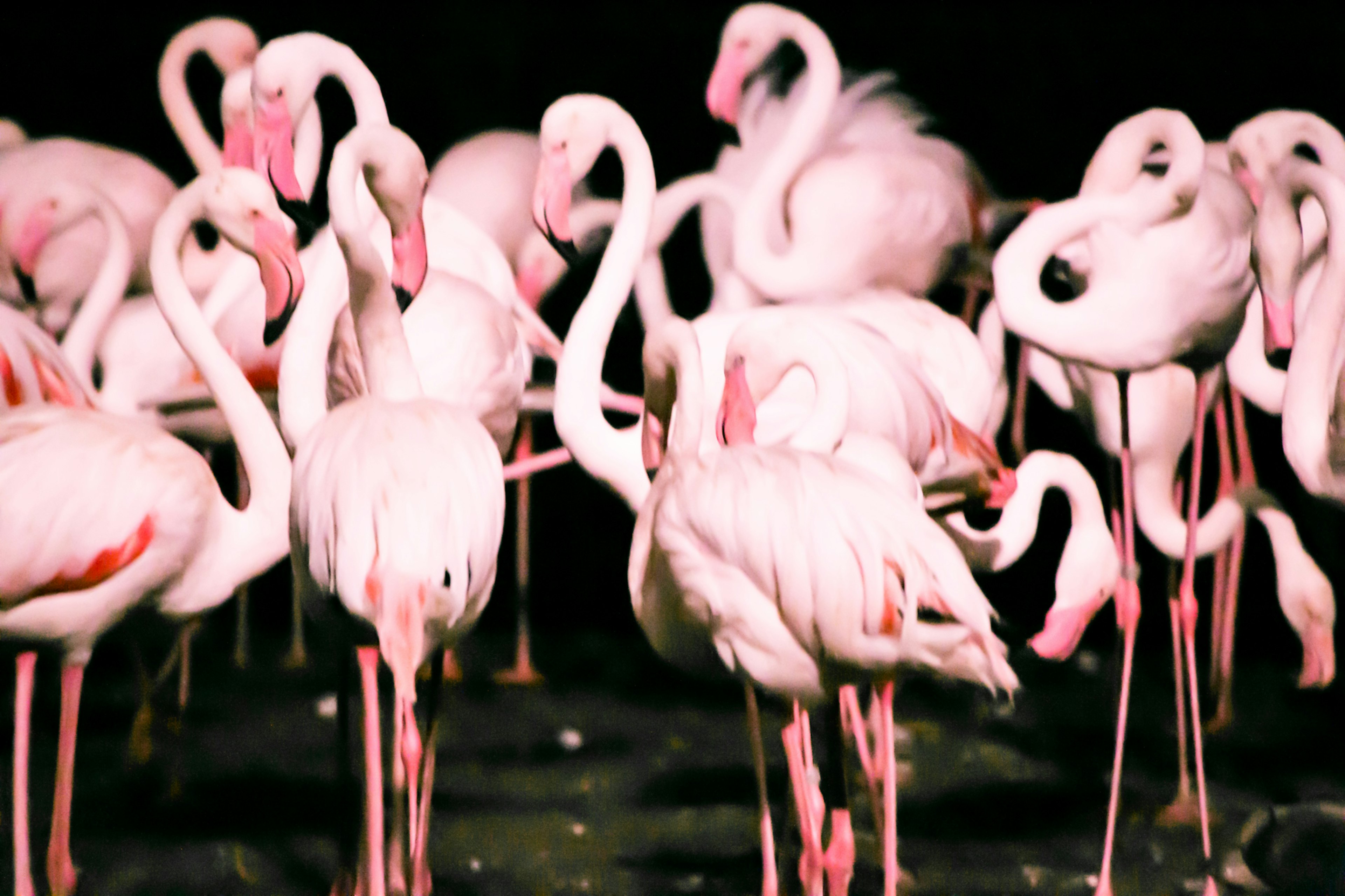 A scene with a group of flamingos gathered together featuring vibrant pink feathers