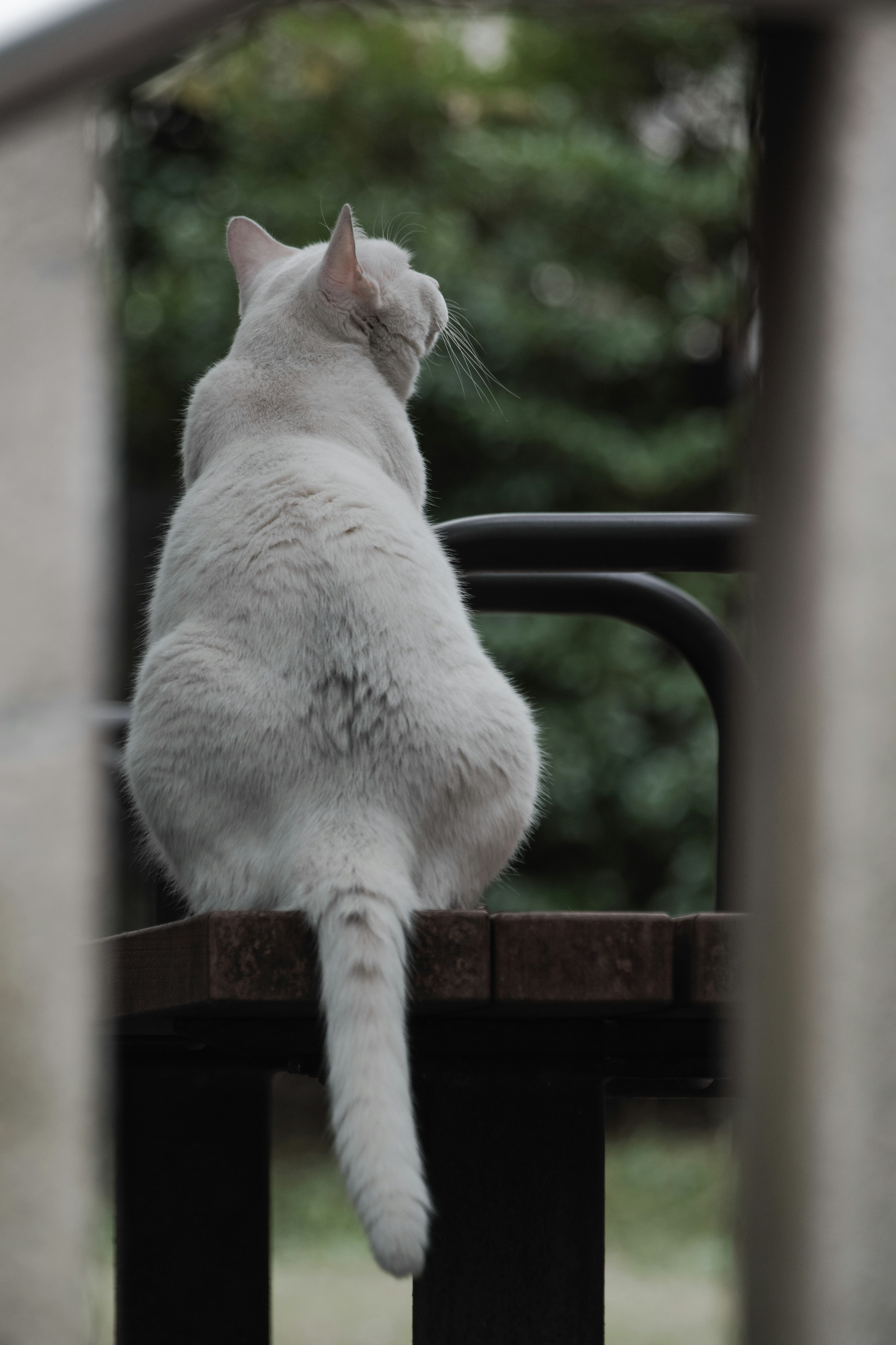 Eine weiße Katze sitzt auf einer Bank von hinten betrachtet