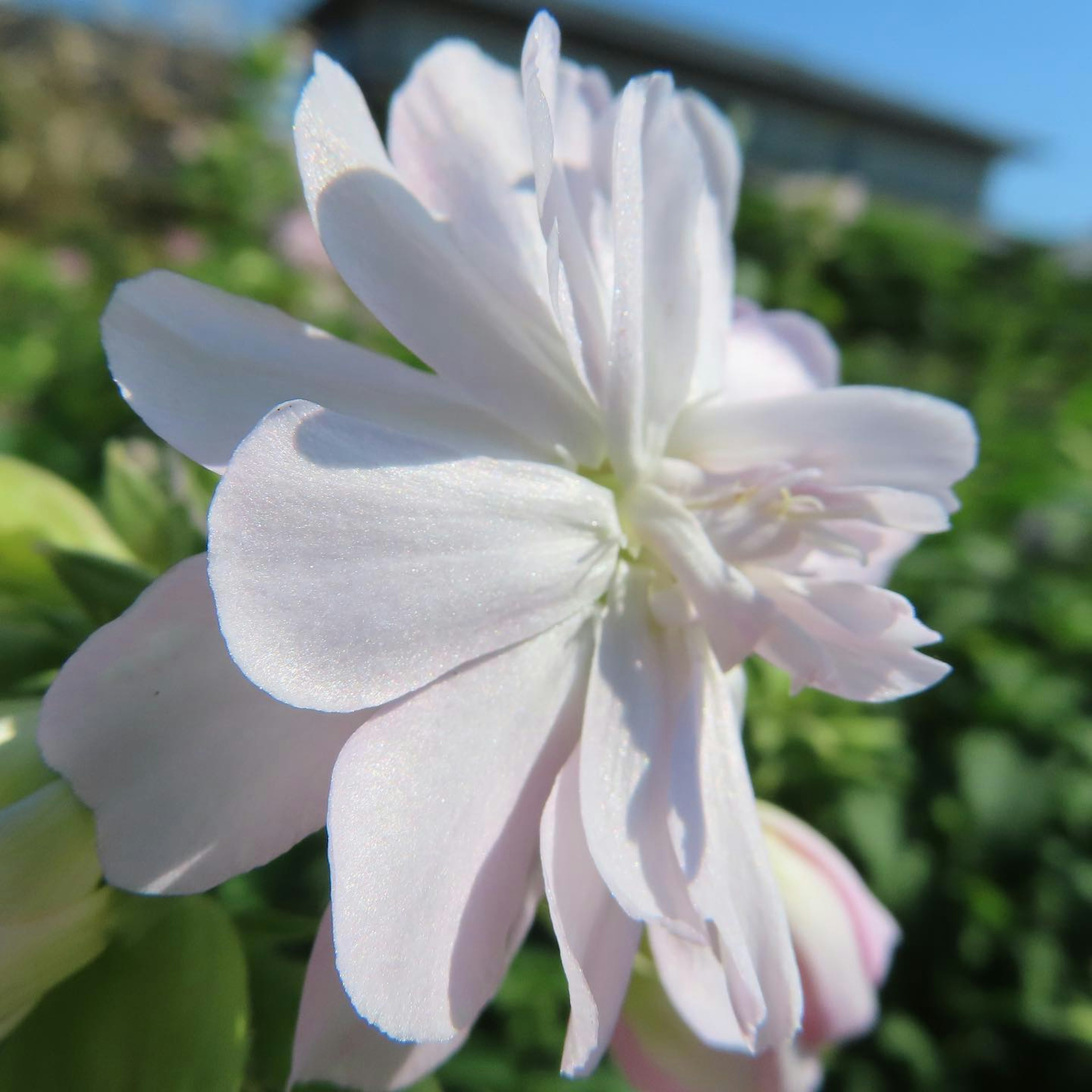 淡いピンクの花が青い空の下で咲いている