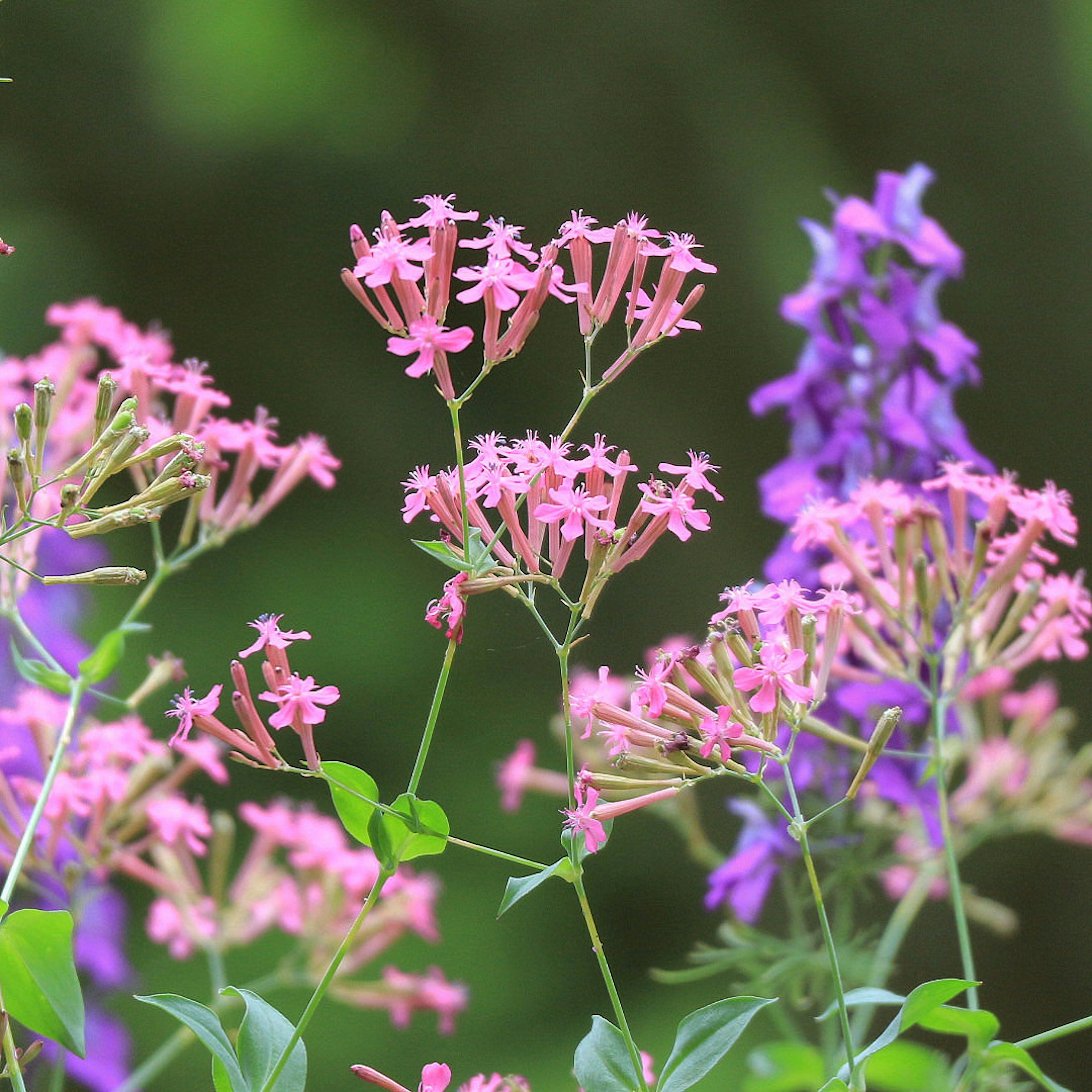 ピンクと紫の花が咲いている風景