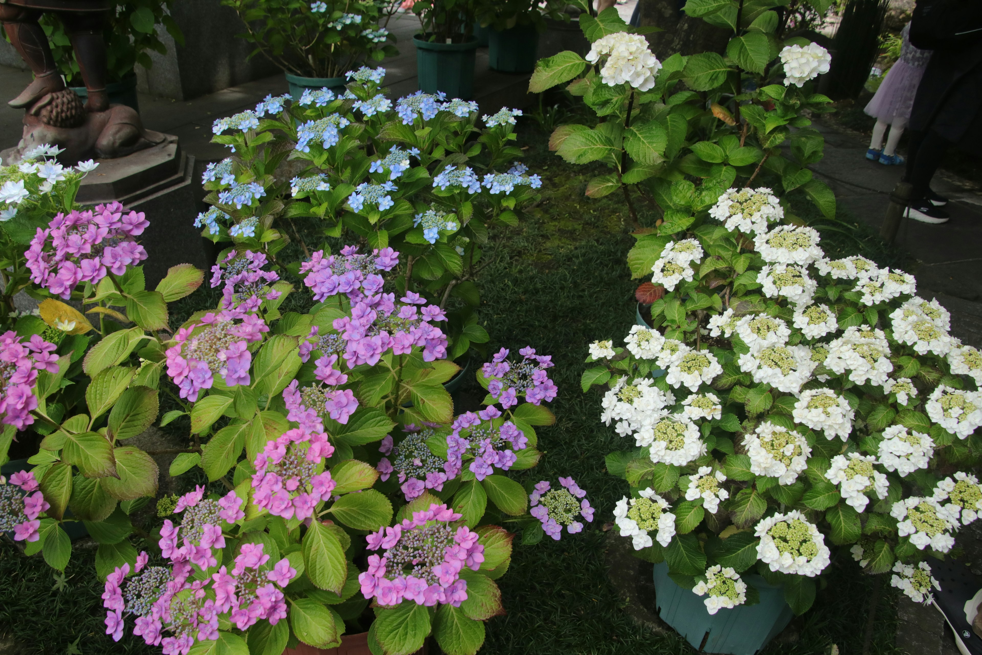 色とりどりの花が咲く庭の風景 薄青色の花と紫色の花 白い花も見られる