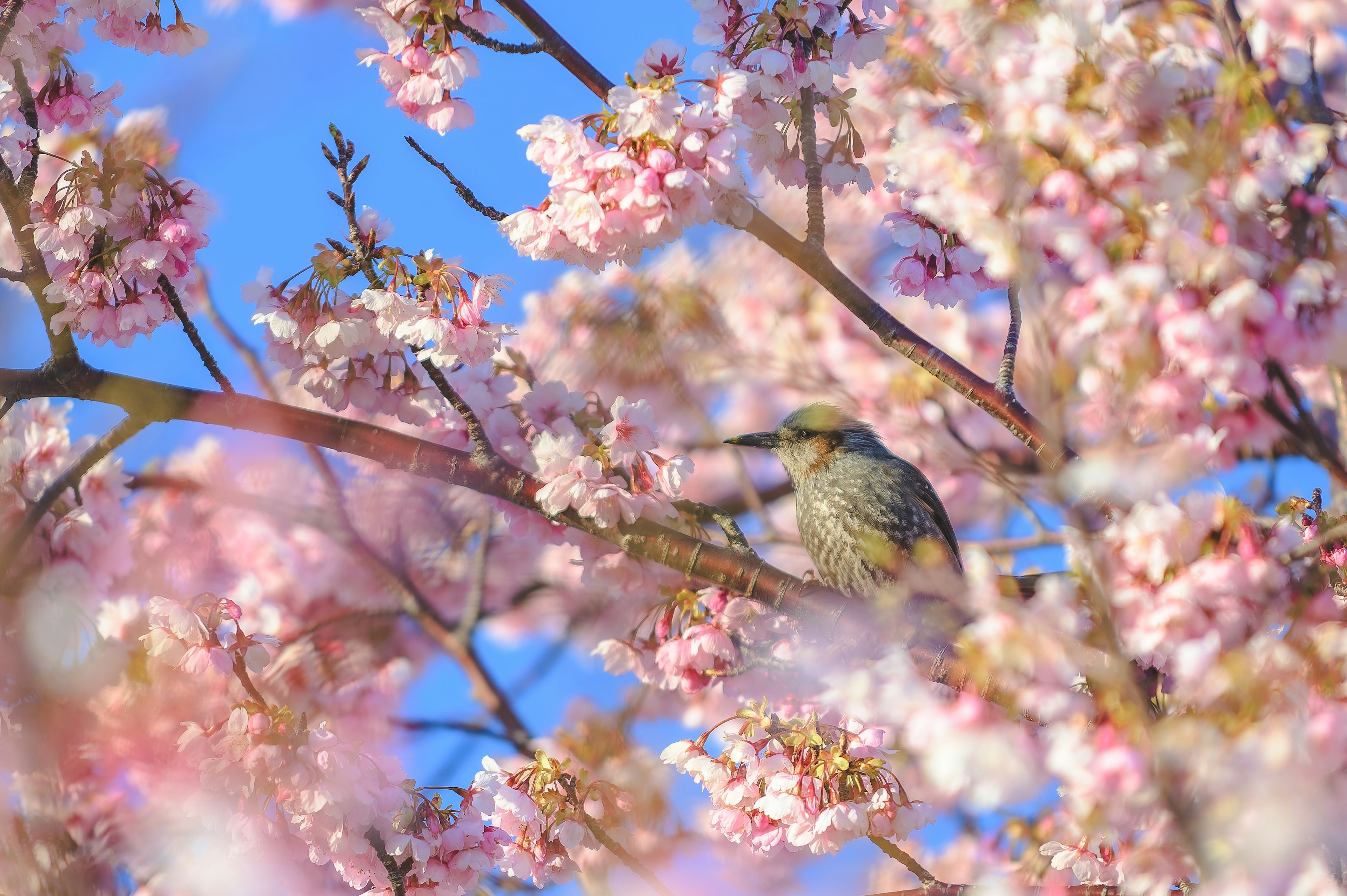 桜の花に囲まれた小鳥の画像