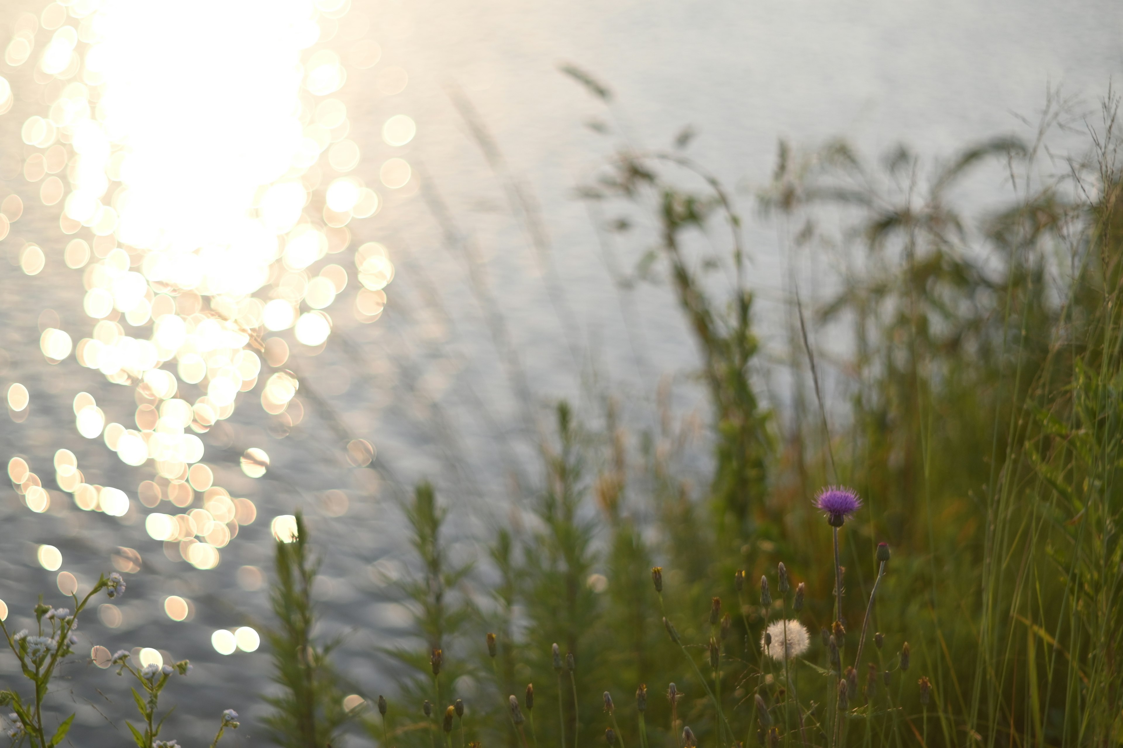 Malersicher Blick auf Sonnenlicht, das sich auf dem Wasser spiegelt, mit Gras und Blumen