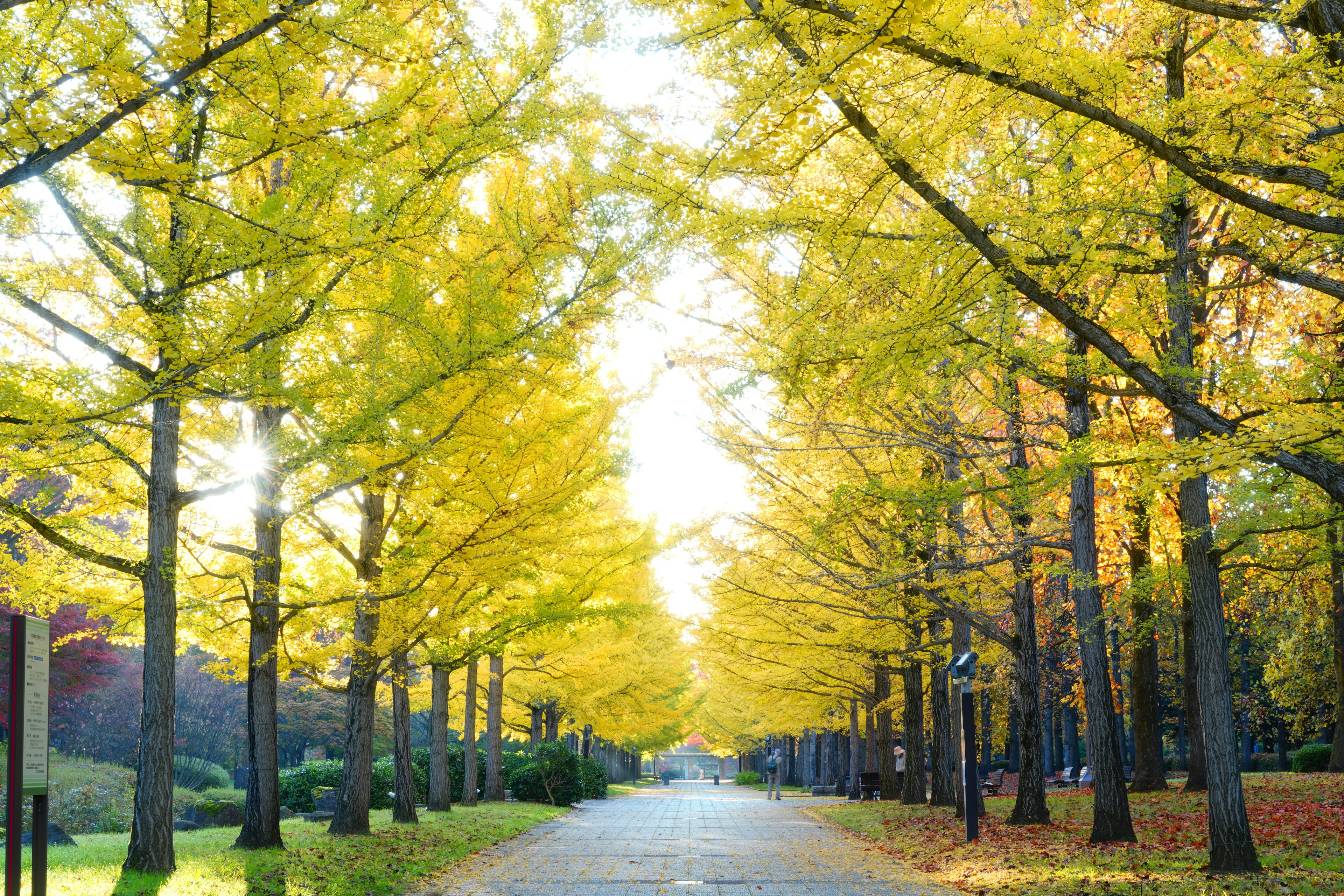 ถนนที่สวยงามที่เรียงรายไปด้วยต้นแปะก๊วยสีเหลืองสดใส