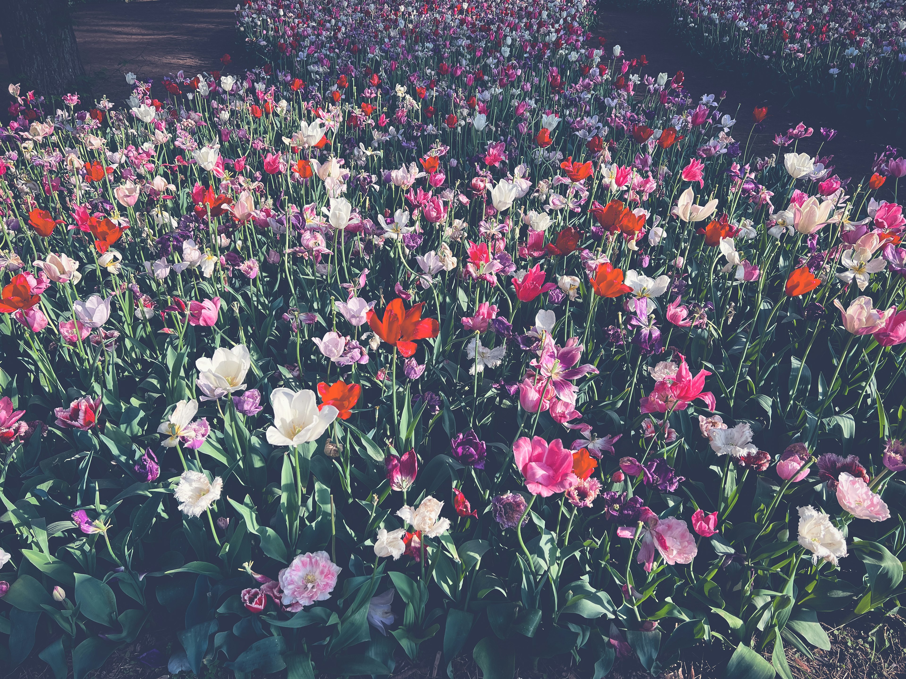 Champ de tulipes colorées avec diverses fleurs en fleurs