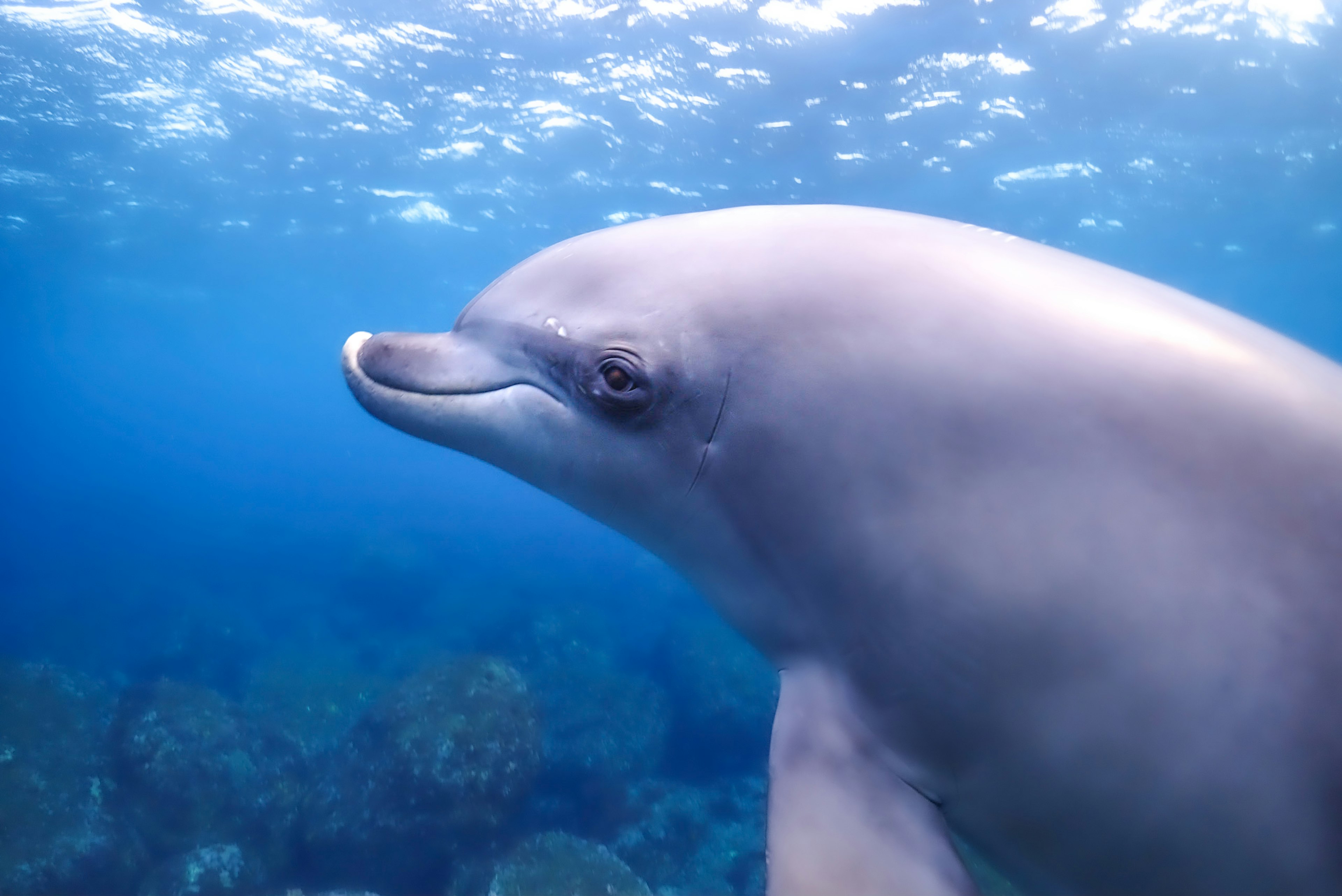 Nahaufnahme eines lächelnden Delfins im klaren blauen Wasser