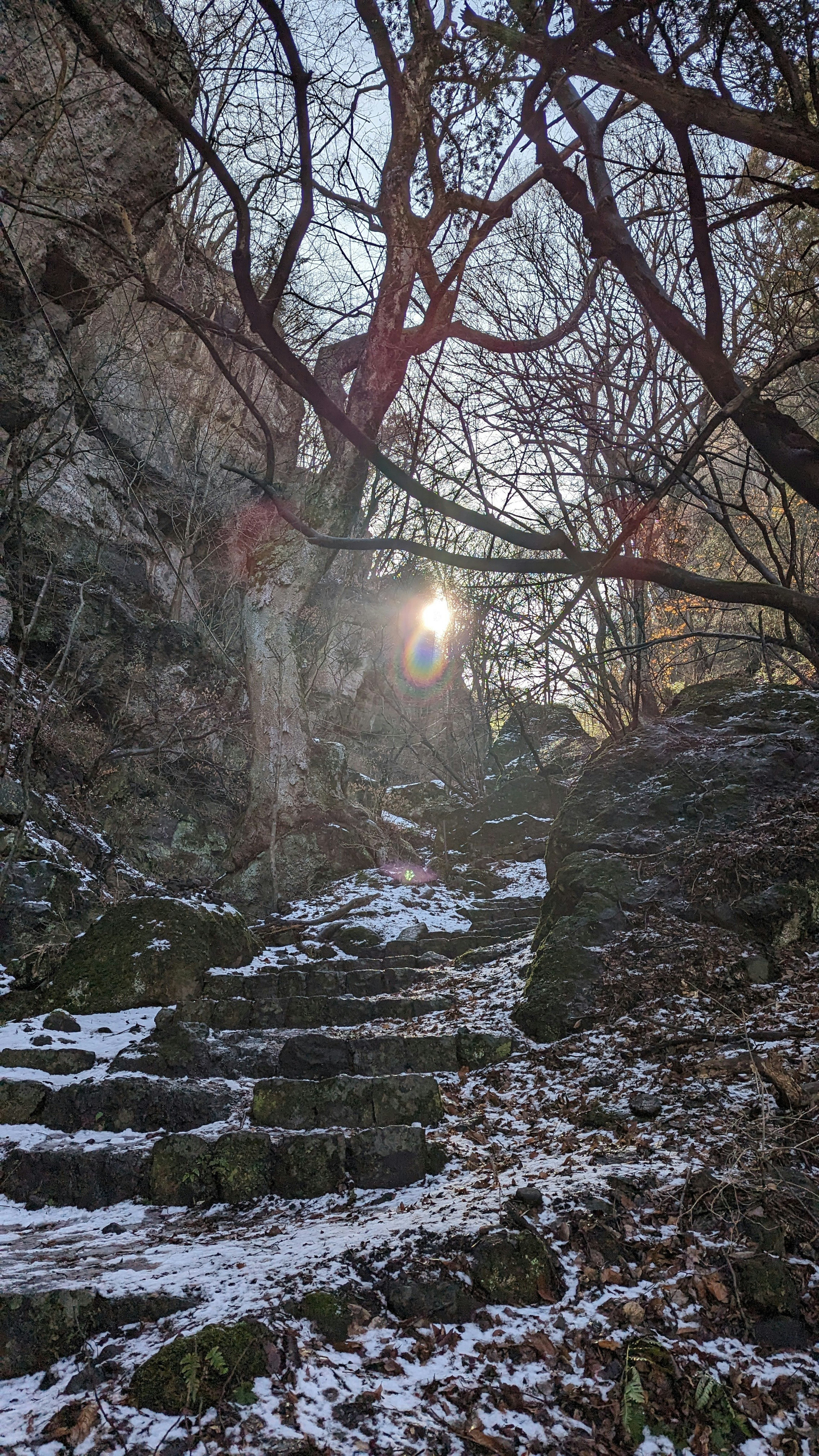 雪の積もった石の階段と周囲の木々が見える風景