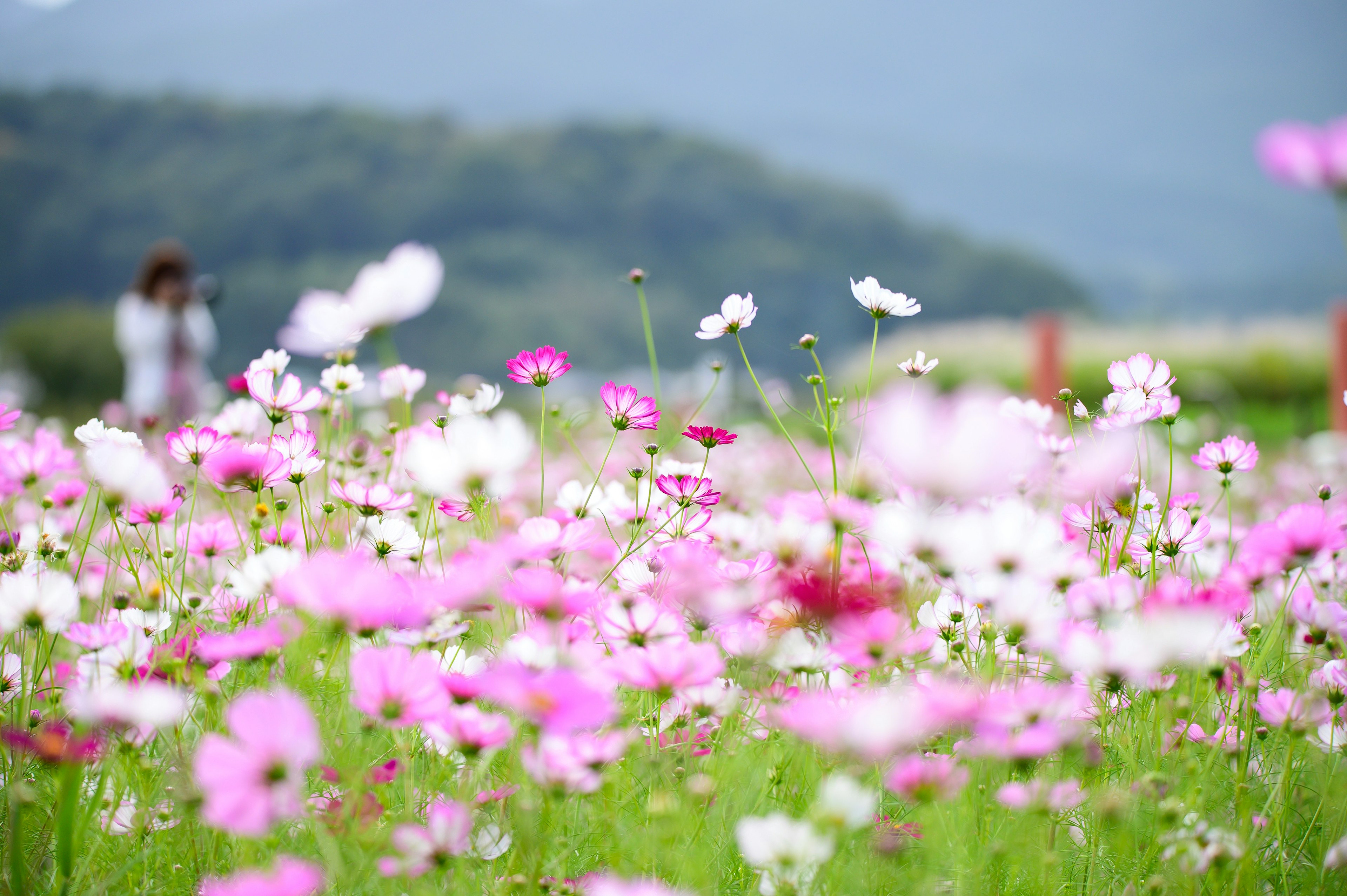 분홍색과 흰색의 생기 있는 코스모스 꽃과 배경의 산, 그리고 산책하는 사람들