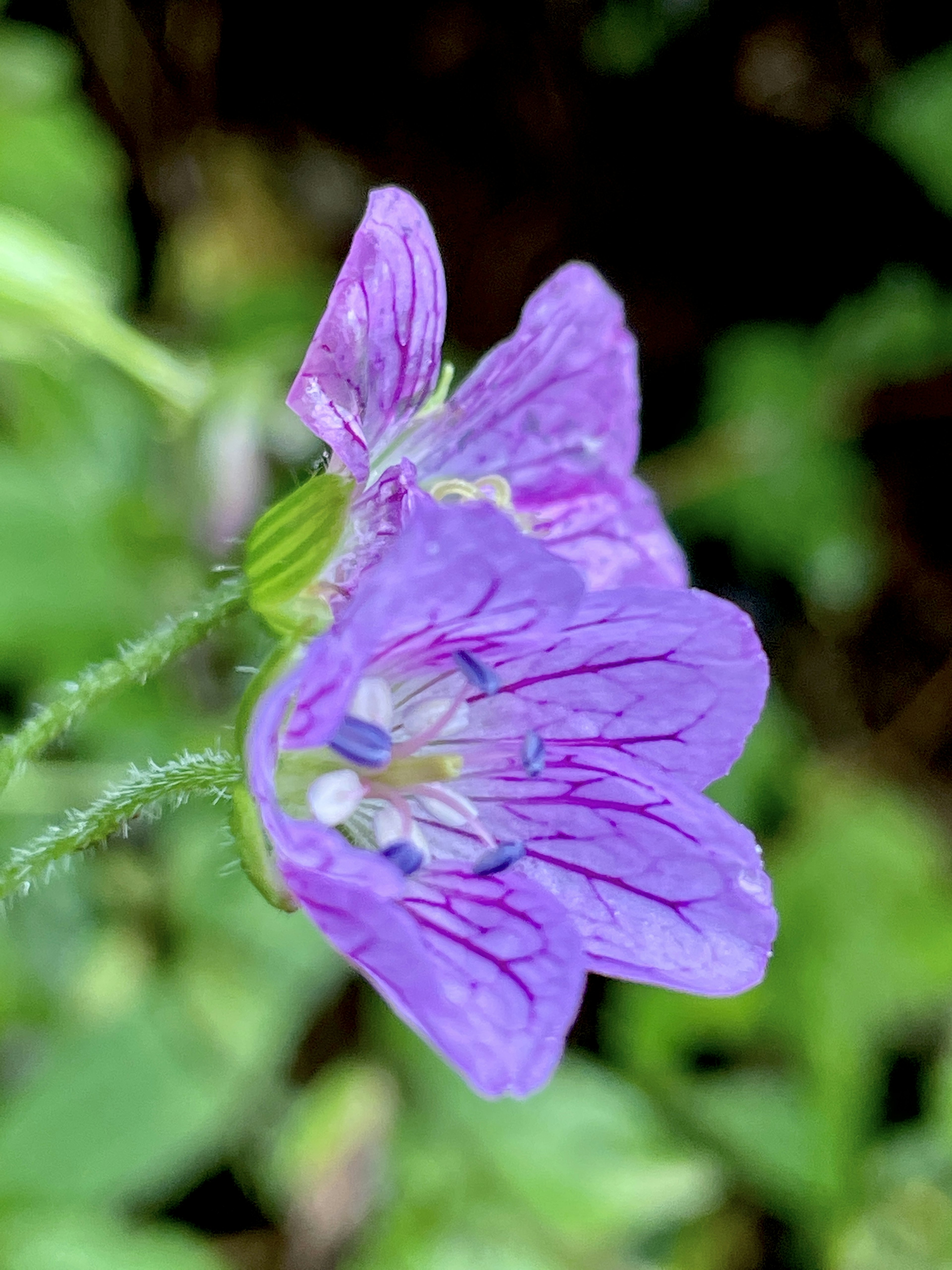 Close-up of a purple flower with intricate petal patterns and green stem