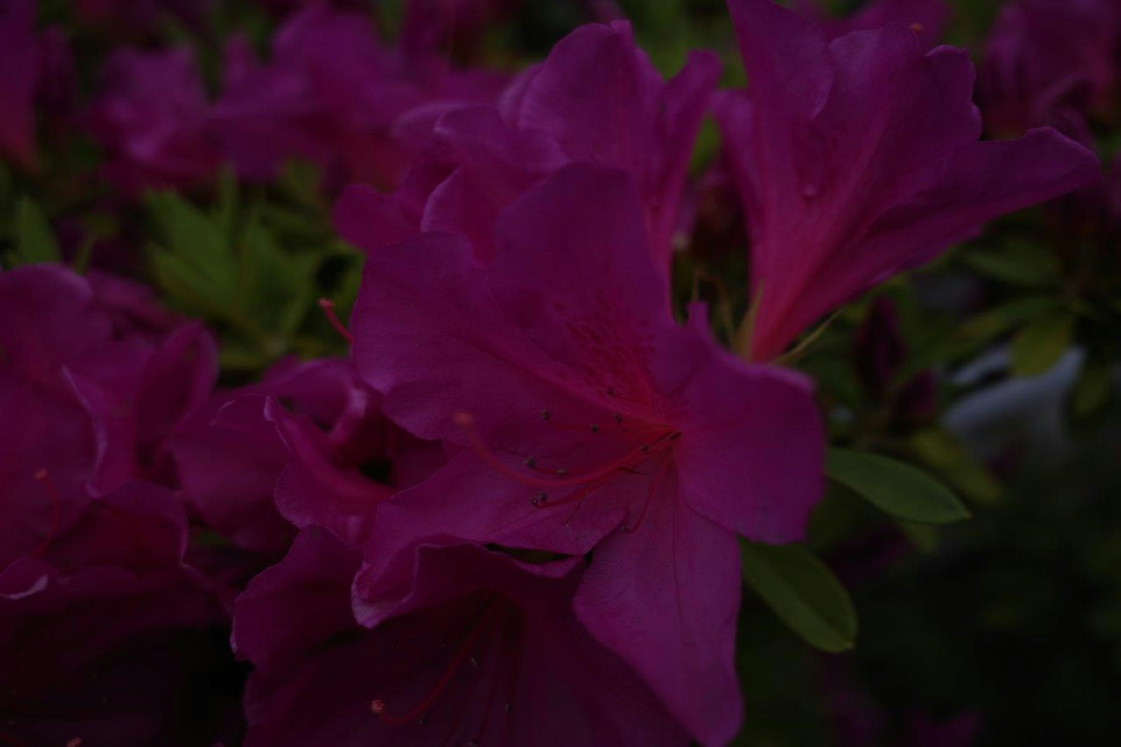 Fleurs d'azalées violettes éclatantes en fleurs