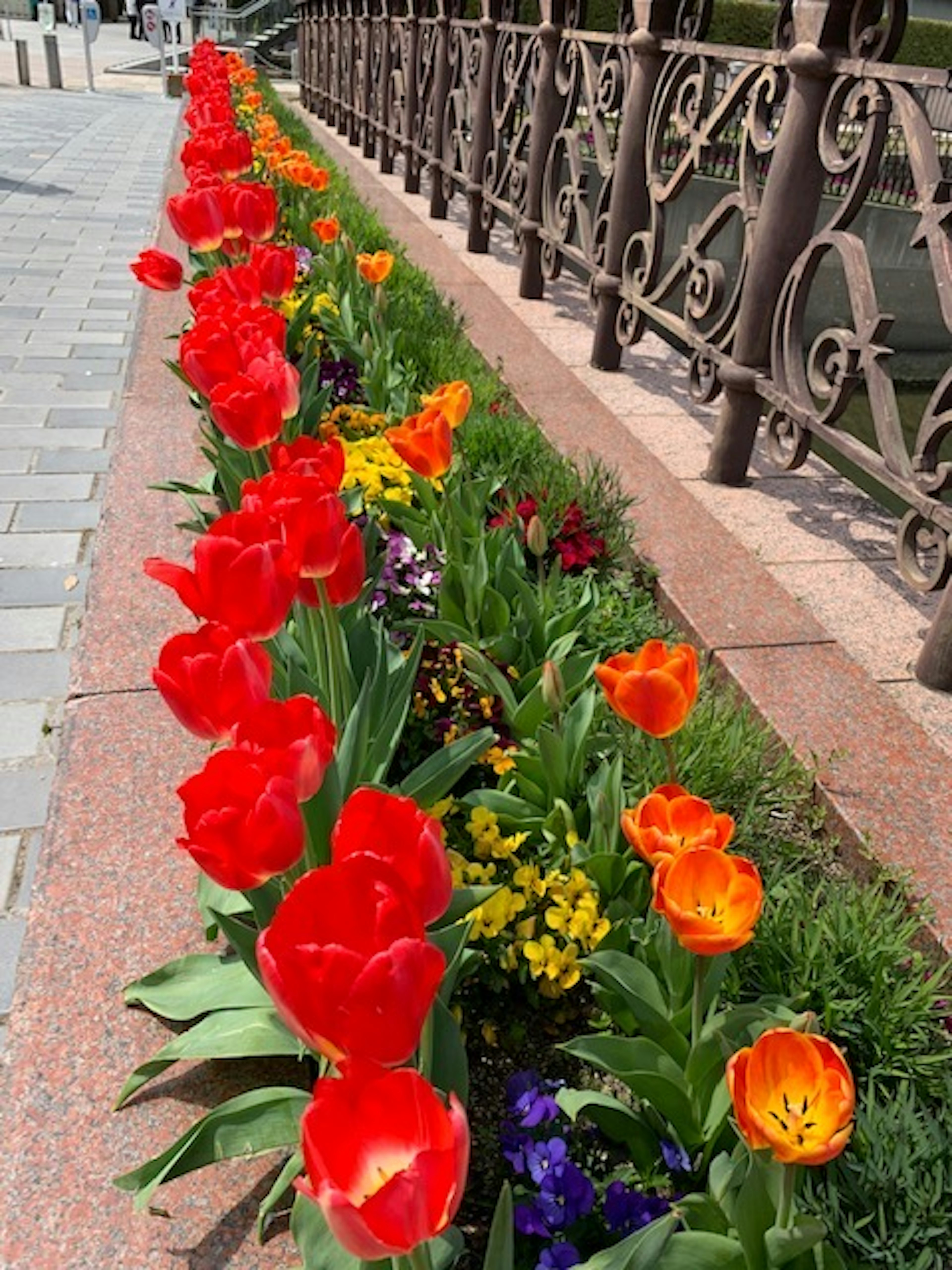 Hoa tulip nhiều màu nở trong bồn hoa