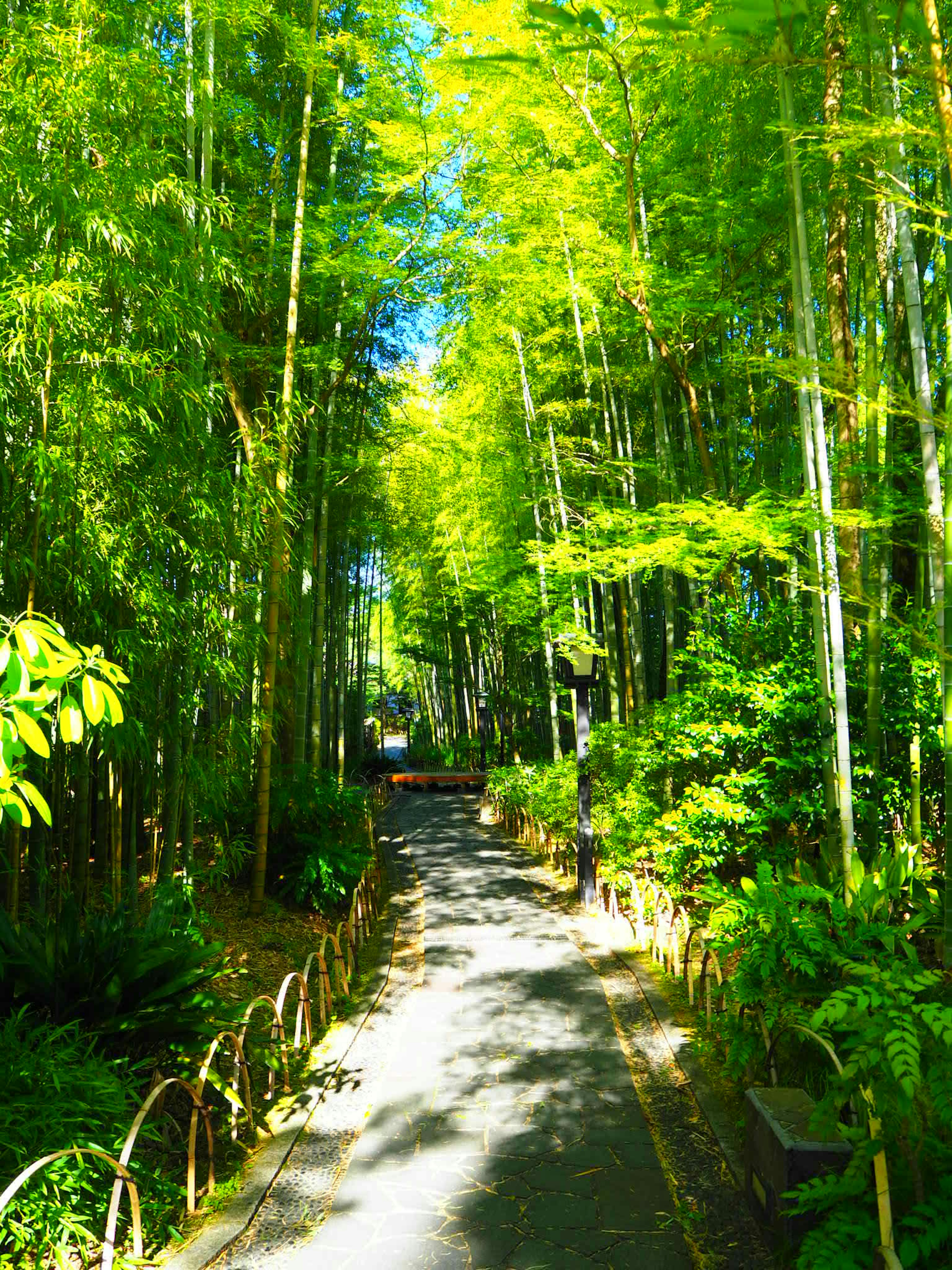 Lush bamboo forest pathway with vibrant green leaves and blue sky