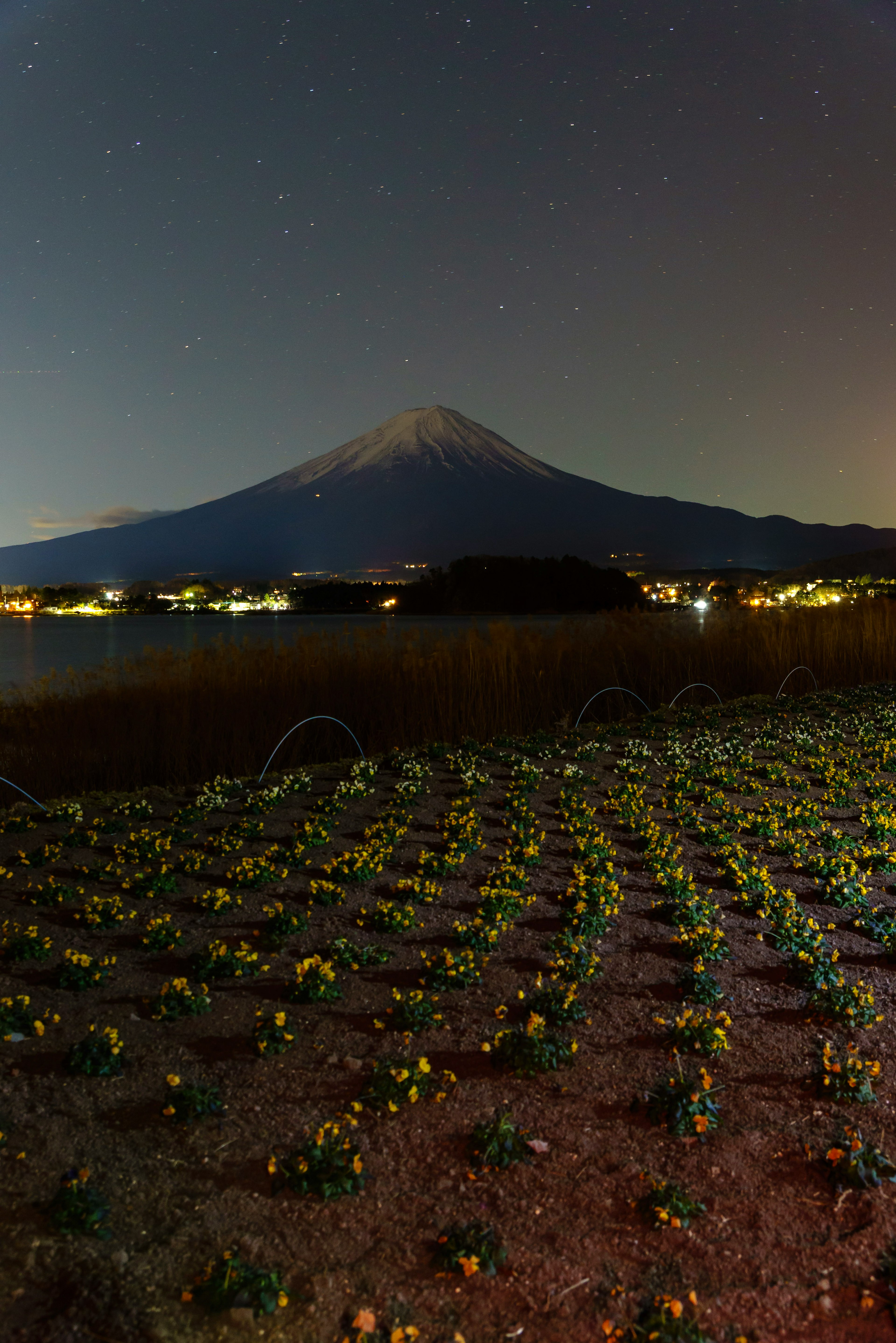 夜空に浮かぶ富士山と花畑の風景