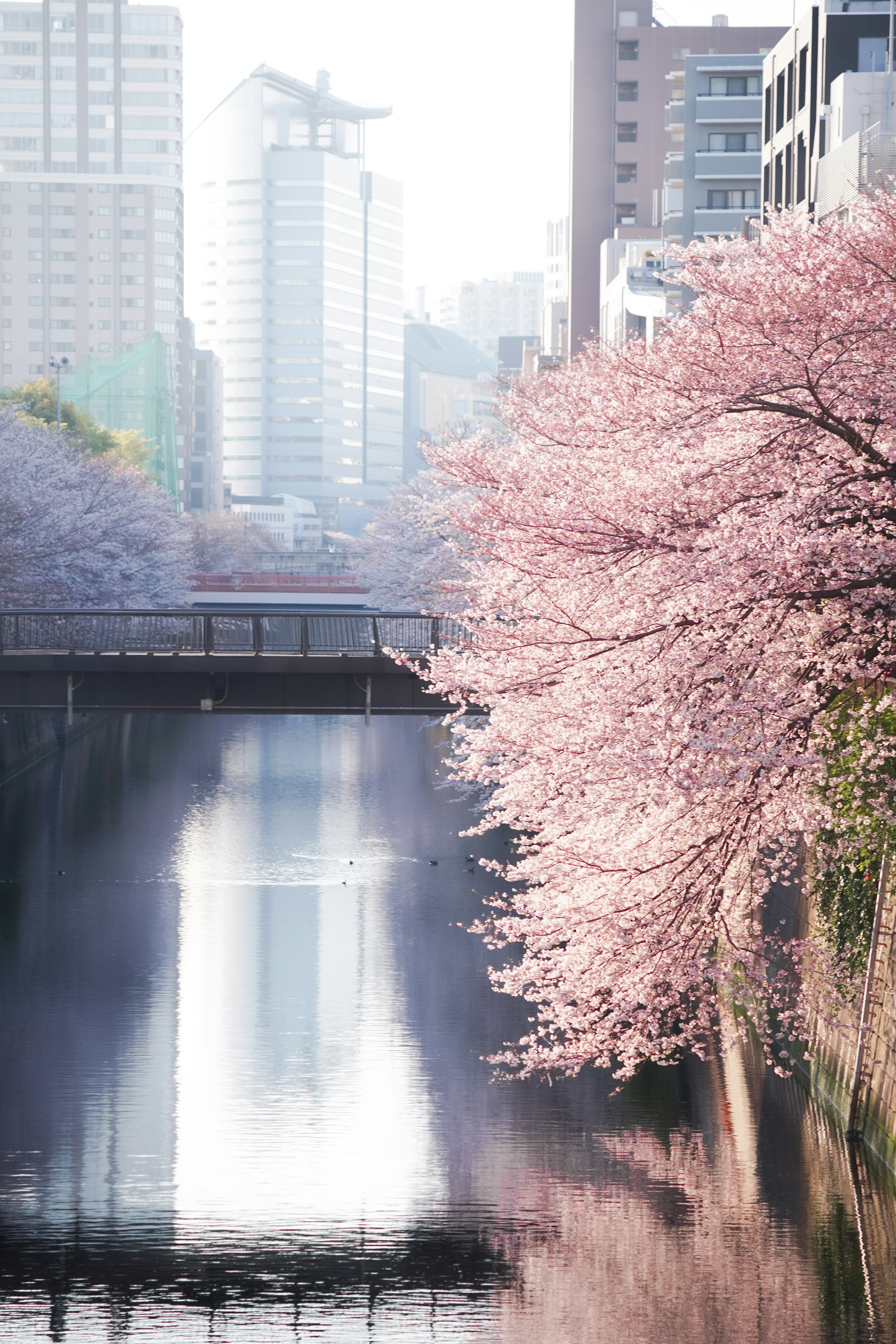 桜の木が川のほとりに並ぶ都会の風景