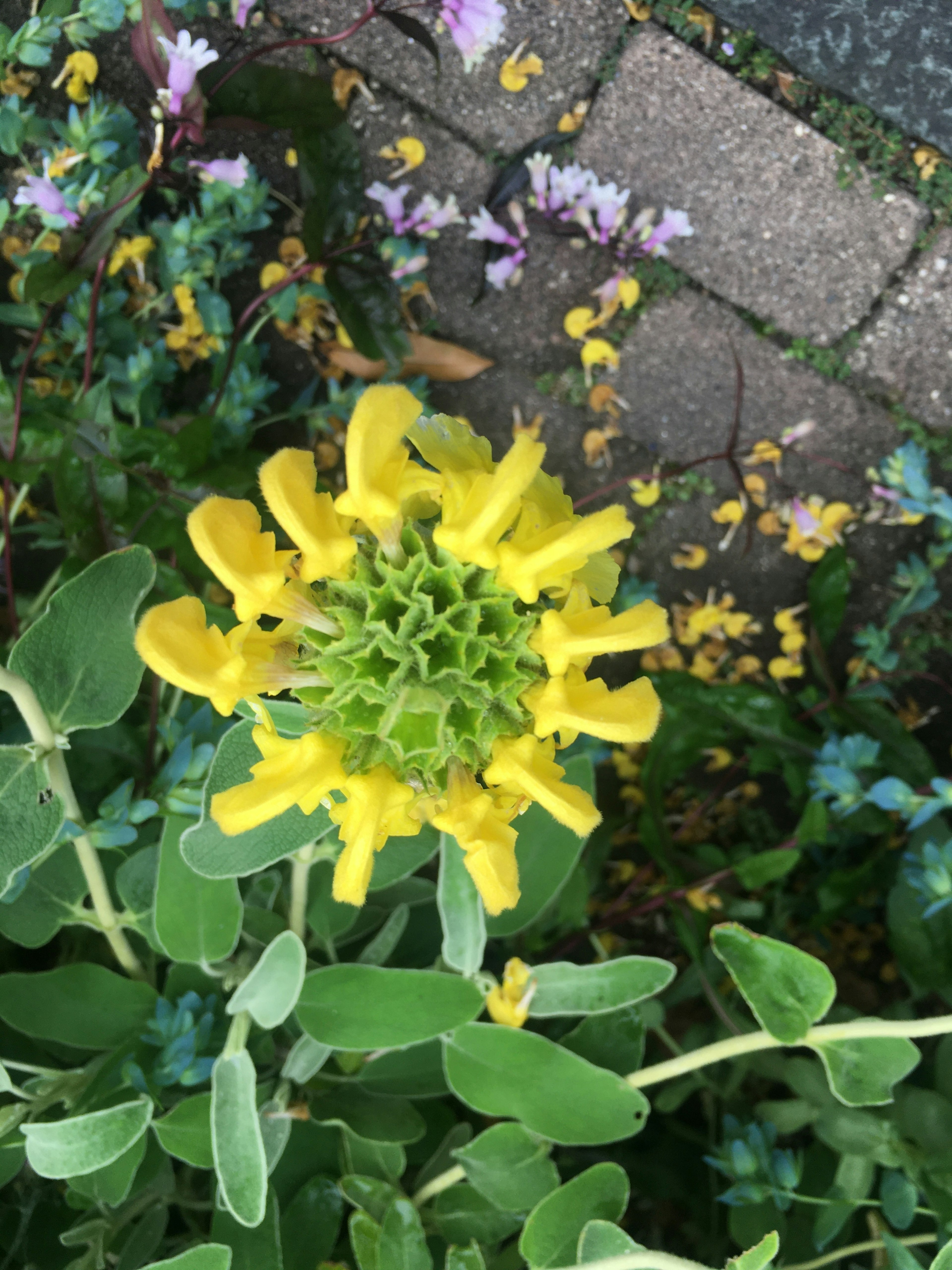 Fleur jaune vibrante au centre entourée de petites fleurs violettes