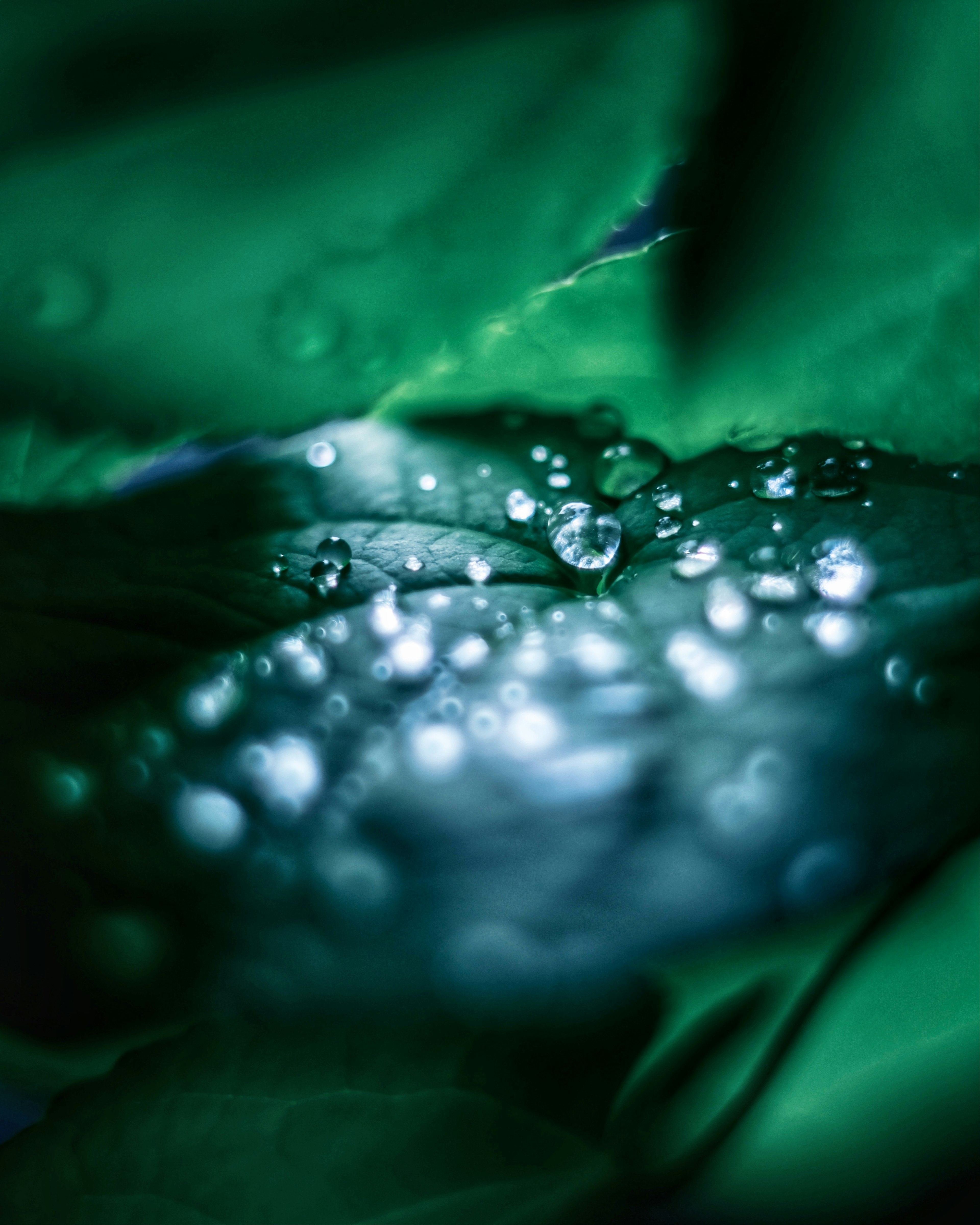 Close-up of water droplets on green leaves