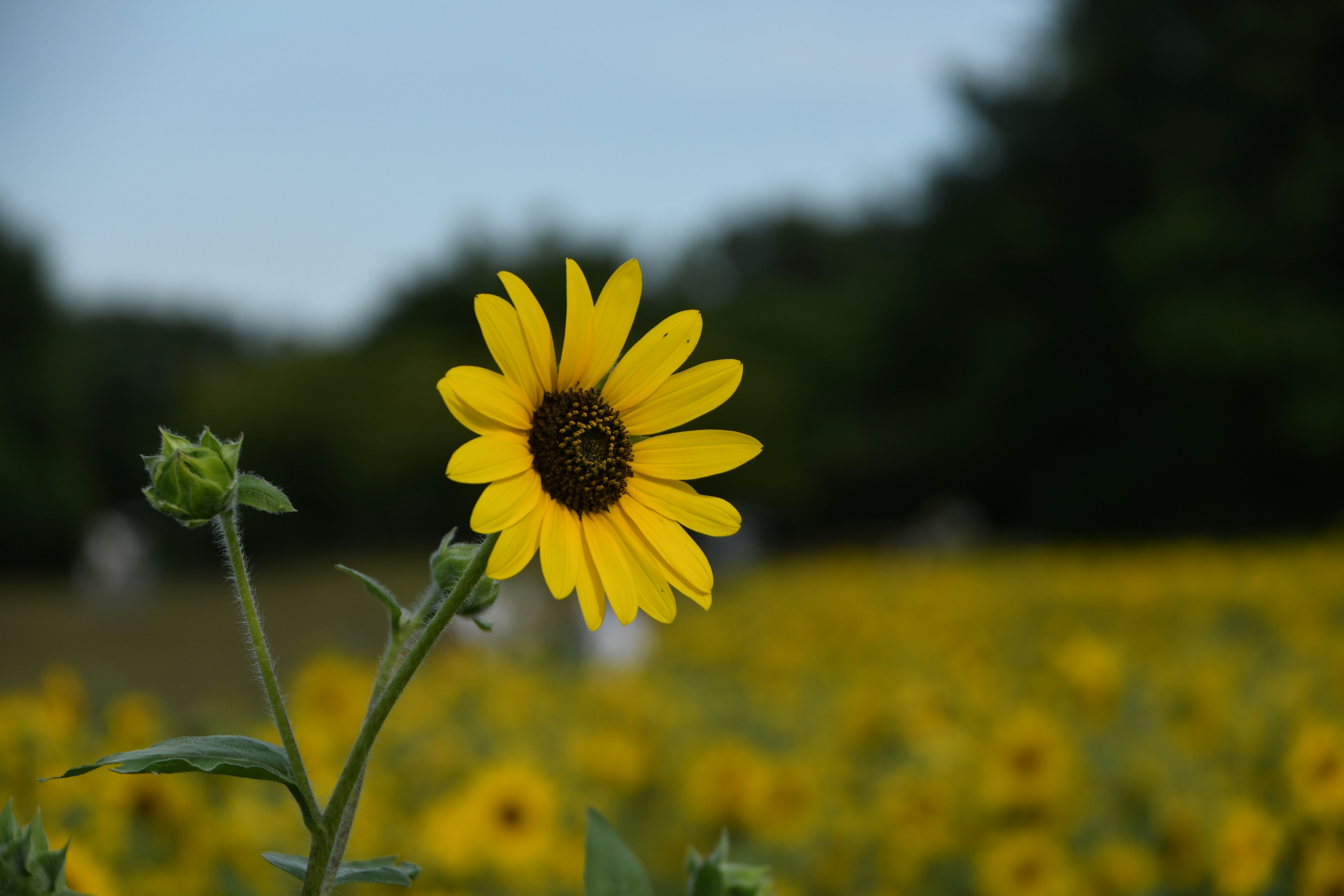 ひまわりの花が鮮やかな黄色で咲いている画像 背景には広がるひまわり畑