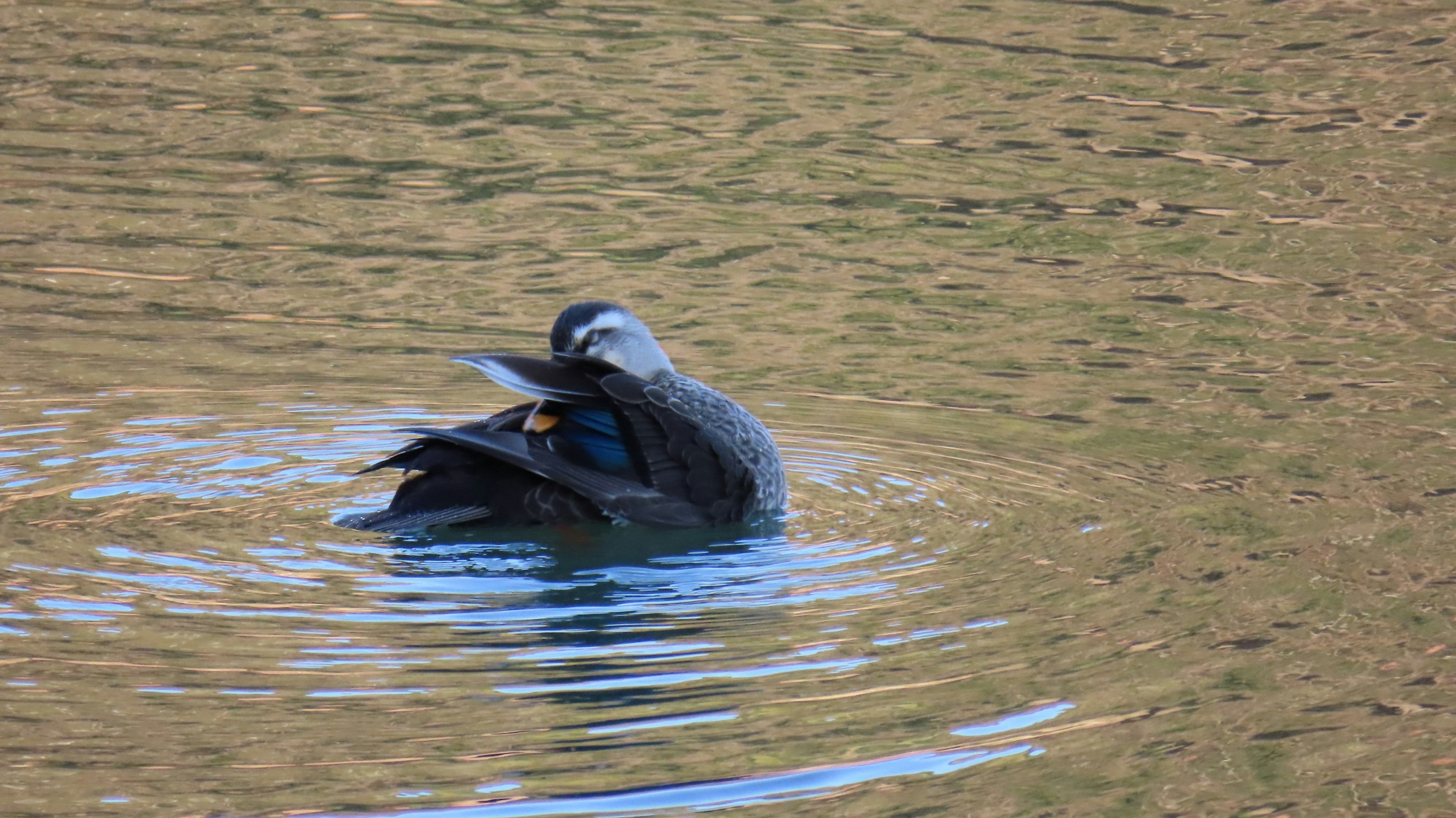 Un pato negro acicalándose en la superficie del agua