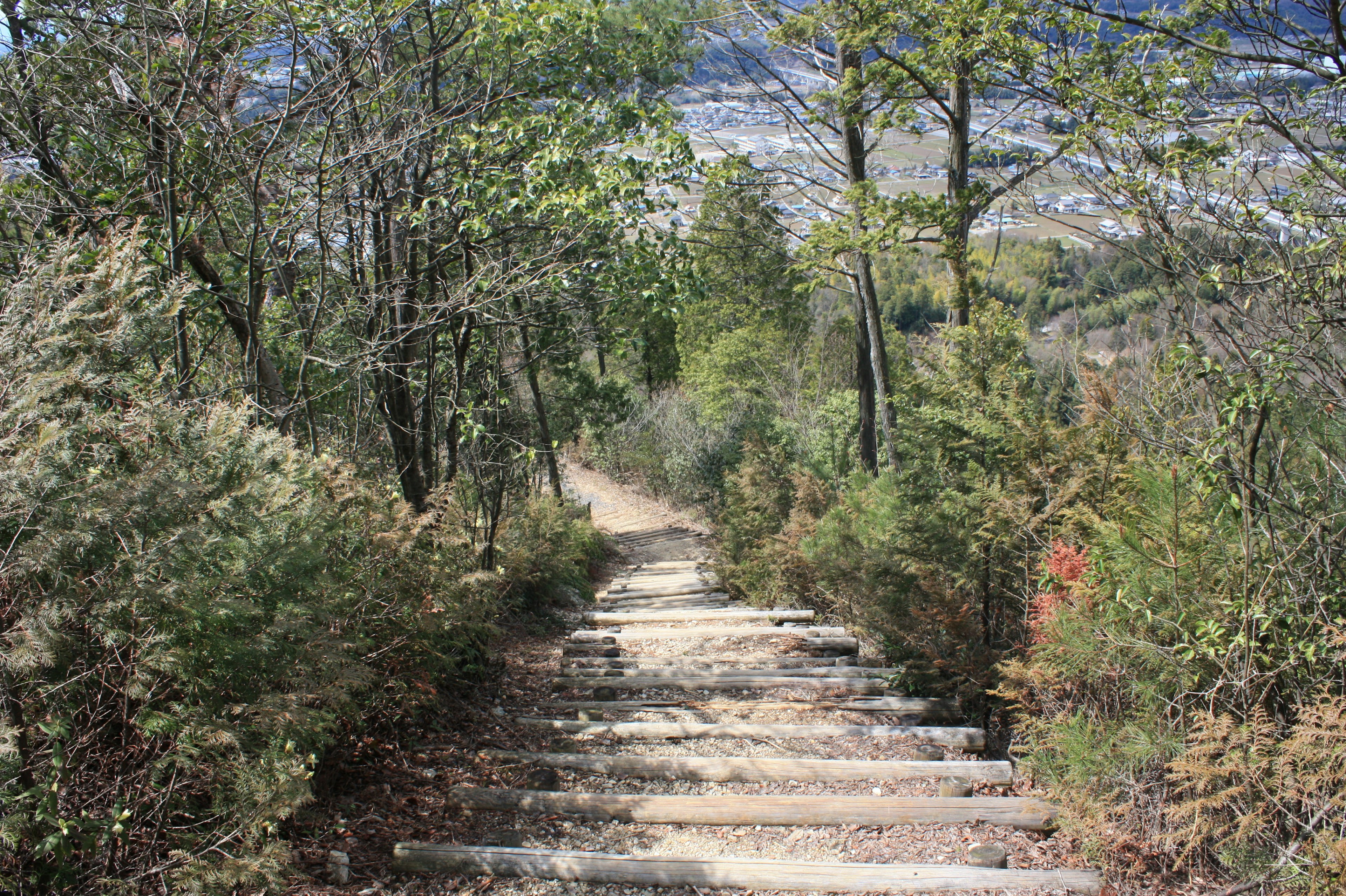 緑豊かな木々に囲まれた階段の風景