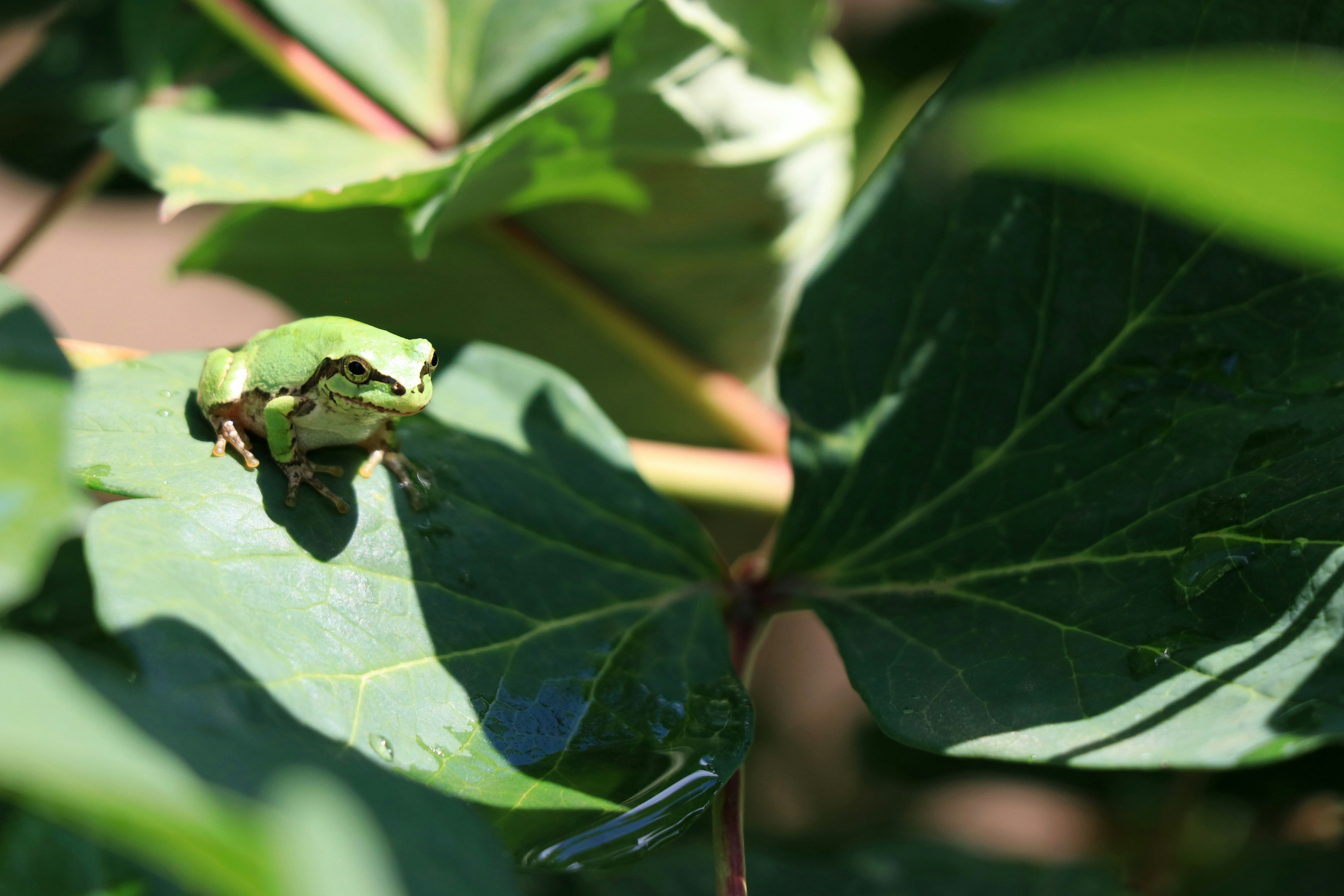 A green frog sitting on a leaf