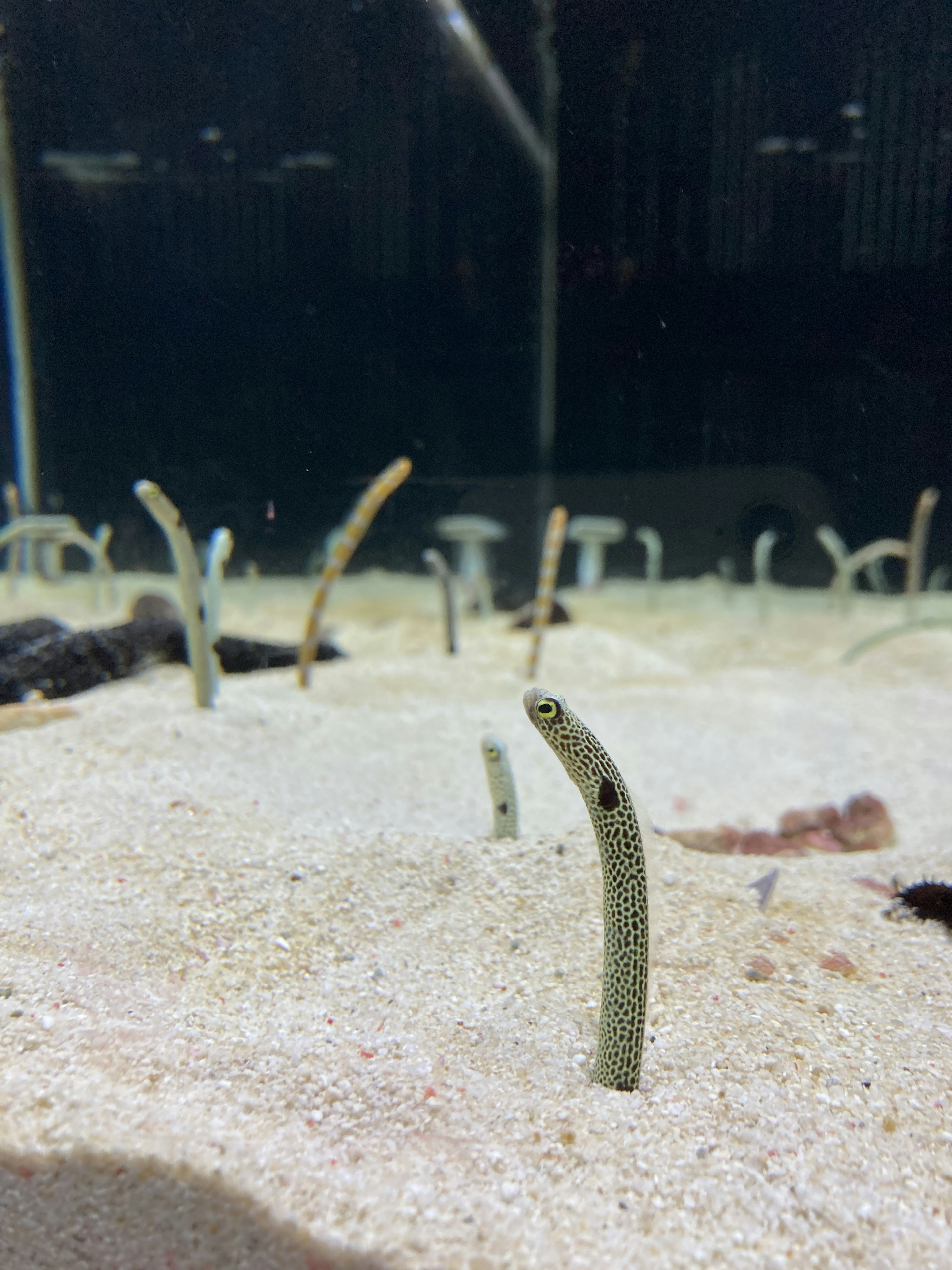 Eel-like fish peeking out from the sand in an aquarium