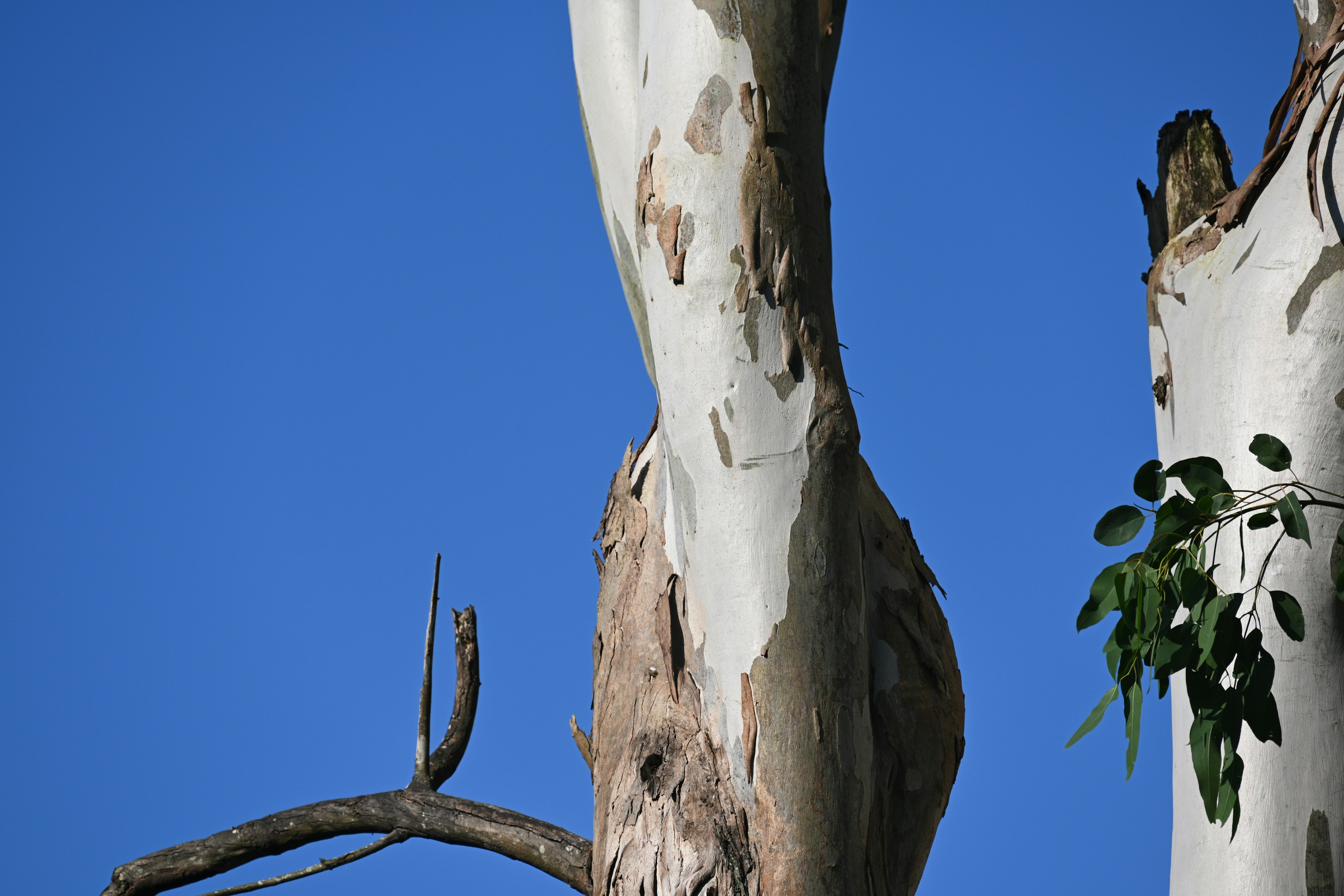 Eukalyptusbaumstamm und Blätter vor blauem Himmel