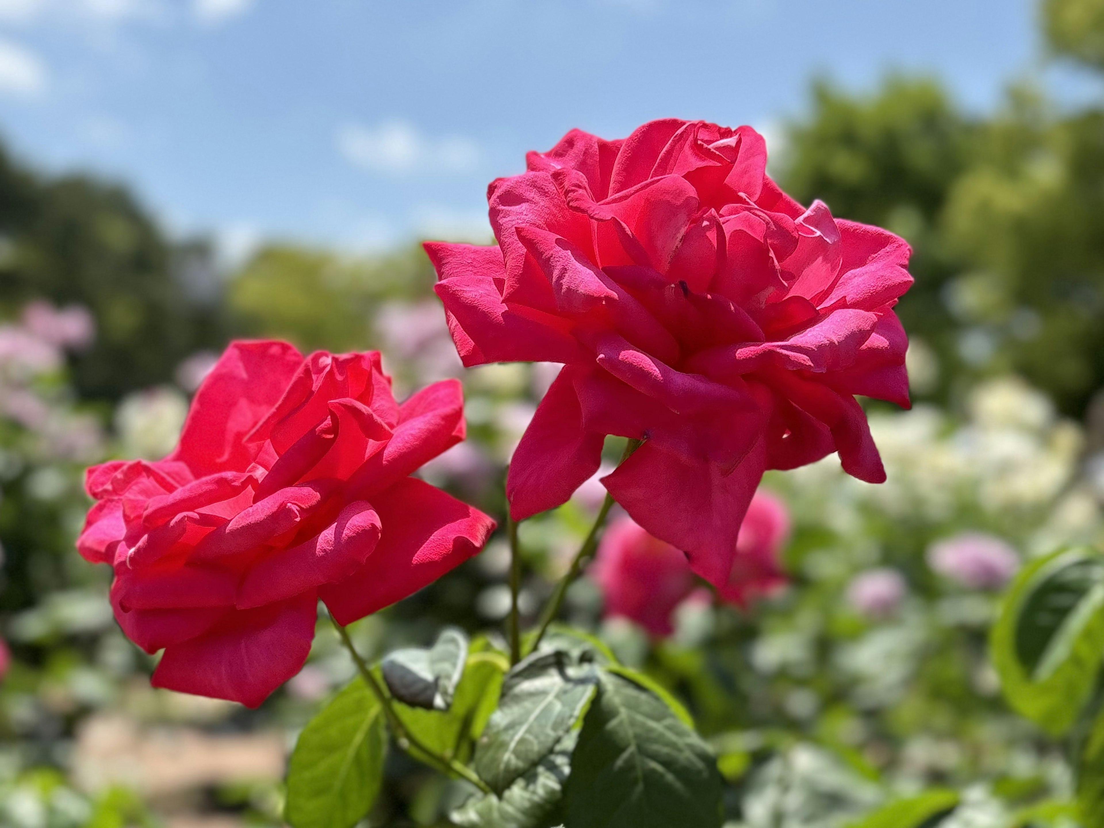 Rose rosa vibranti che fioriscono in un giardino