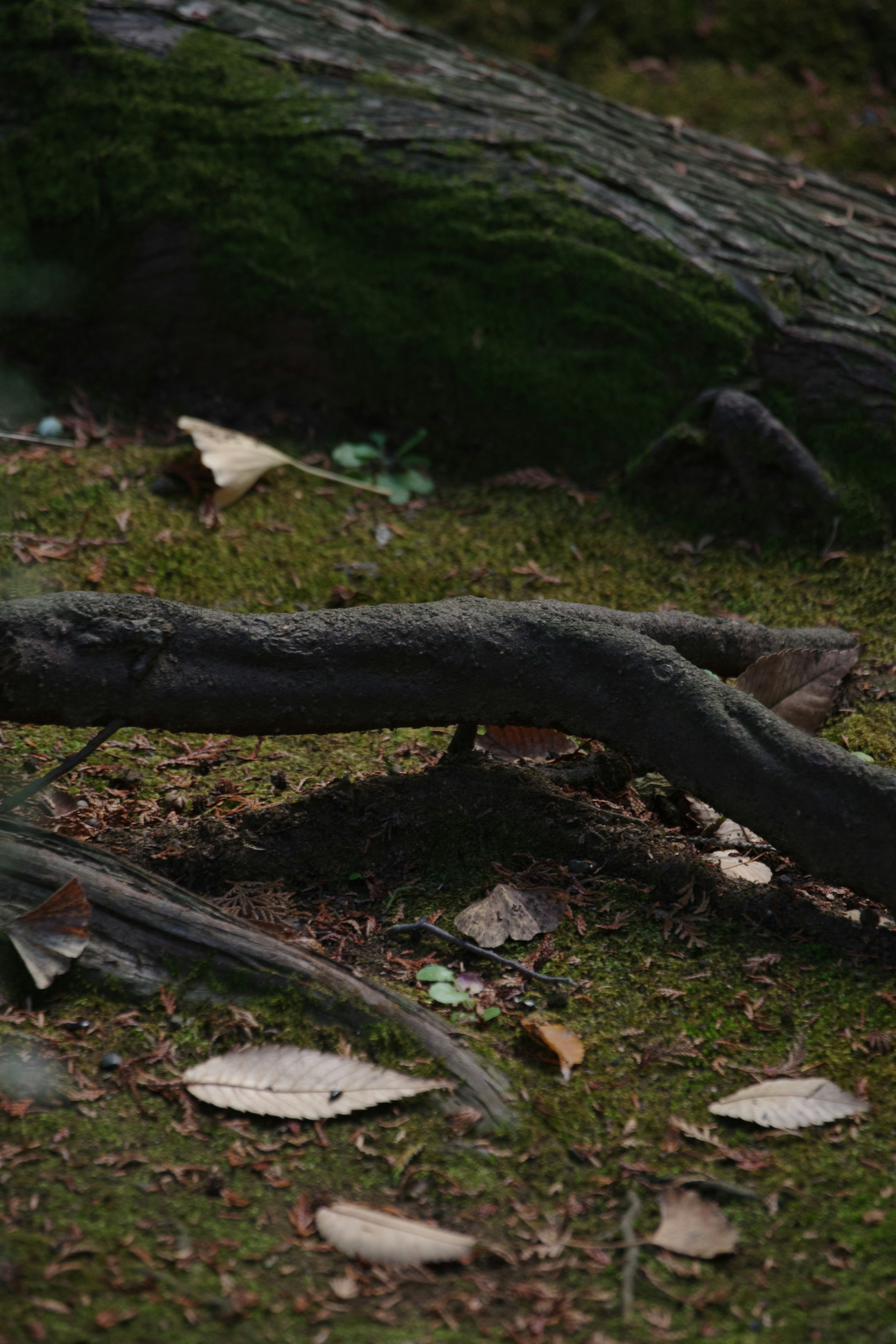 A dark branch on green moss and fallen leaves