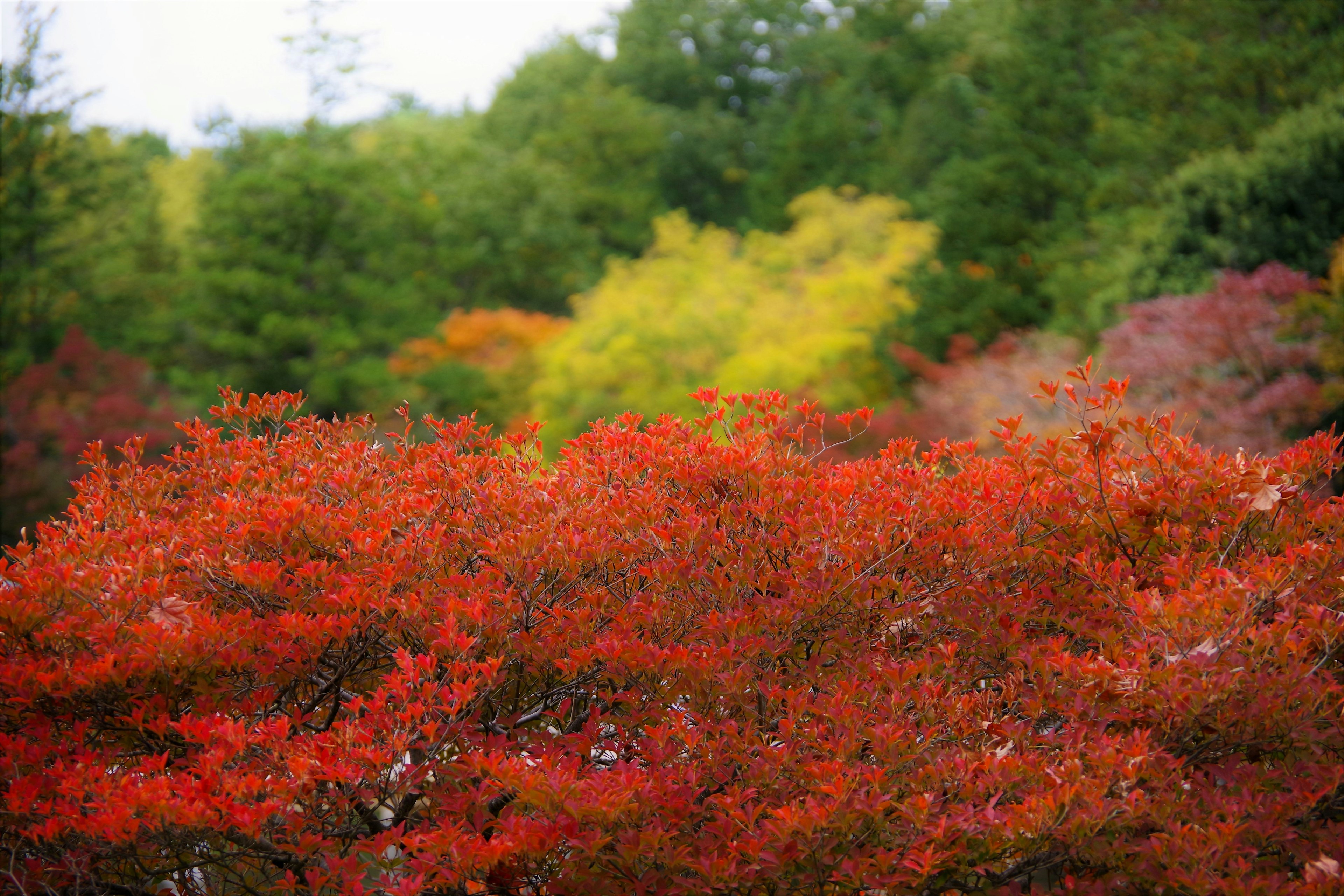 前景鮮豔的紅色葉子與鬱鬱蔥蔥的綠色背景