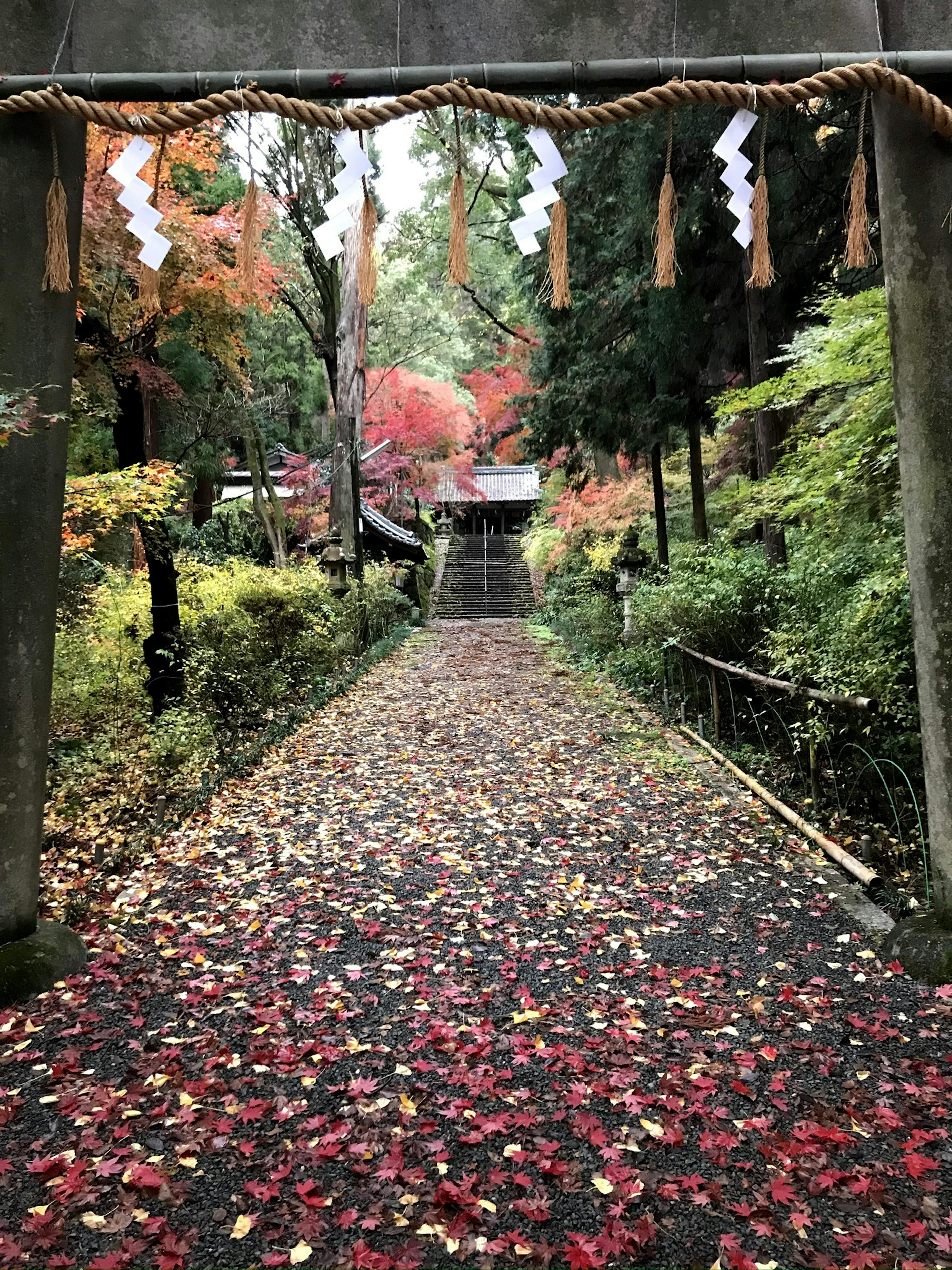 A path covered with colorful autumn leaves leading to a shrine