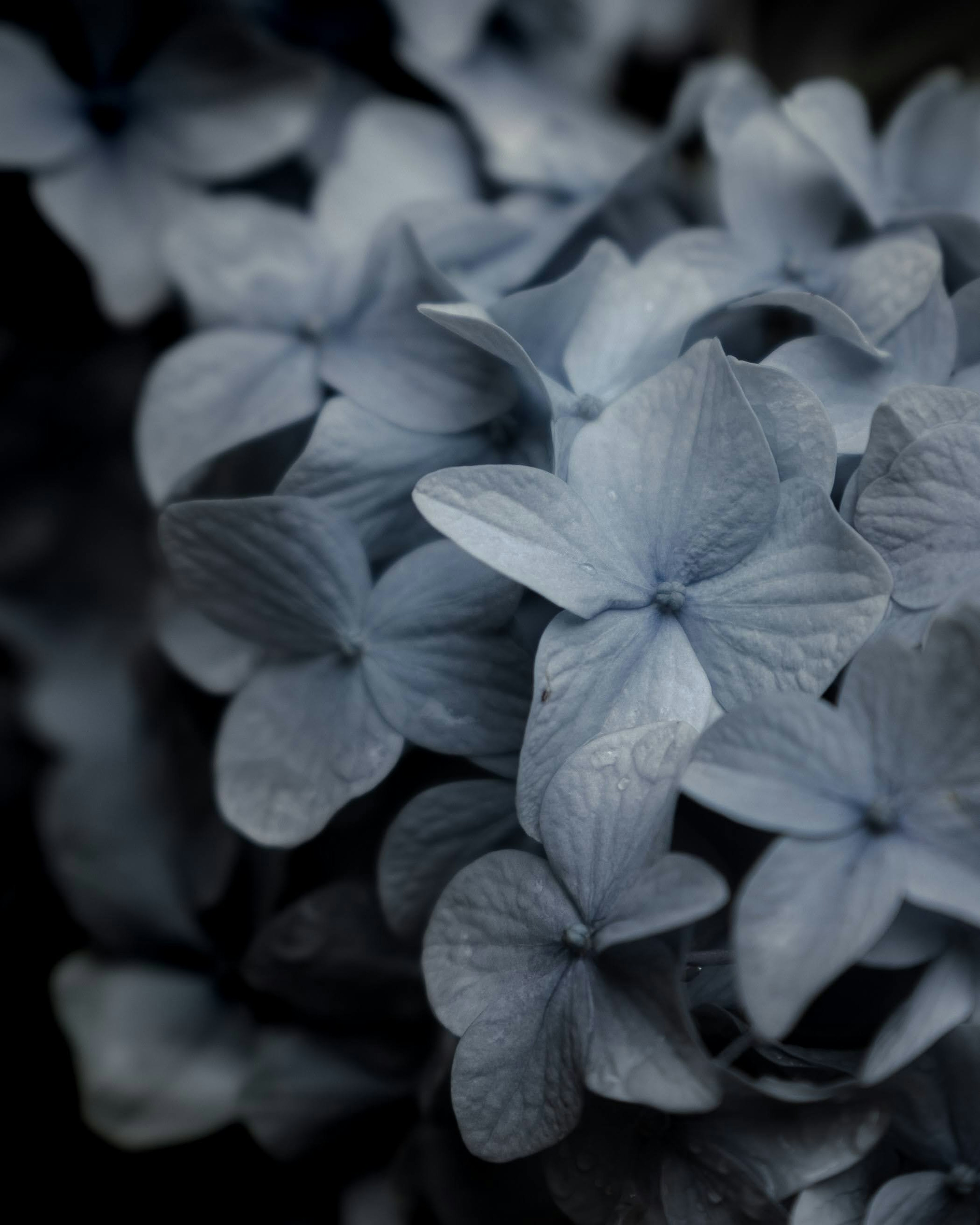 Close-up of delicate blue flowers with intricate details