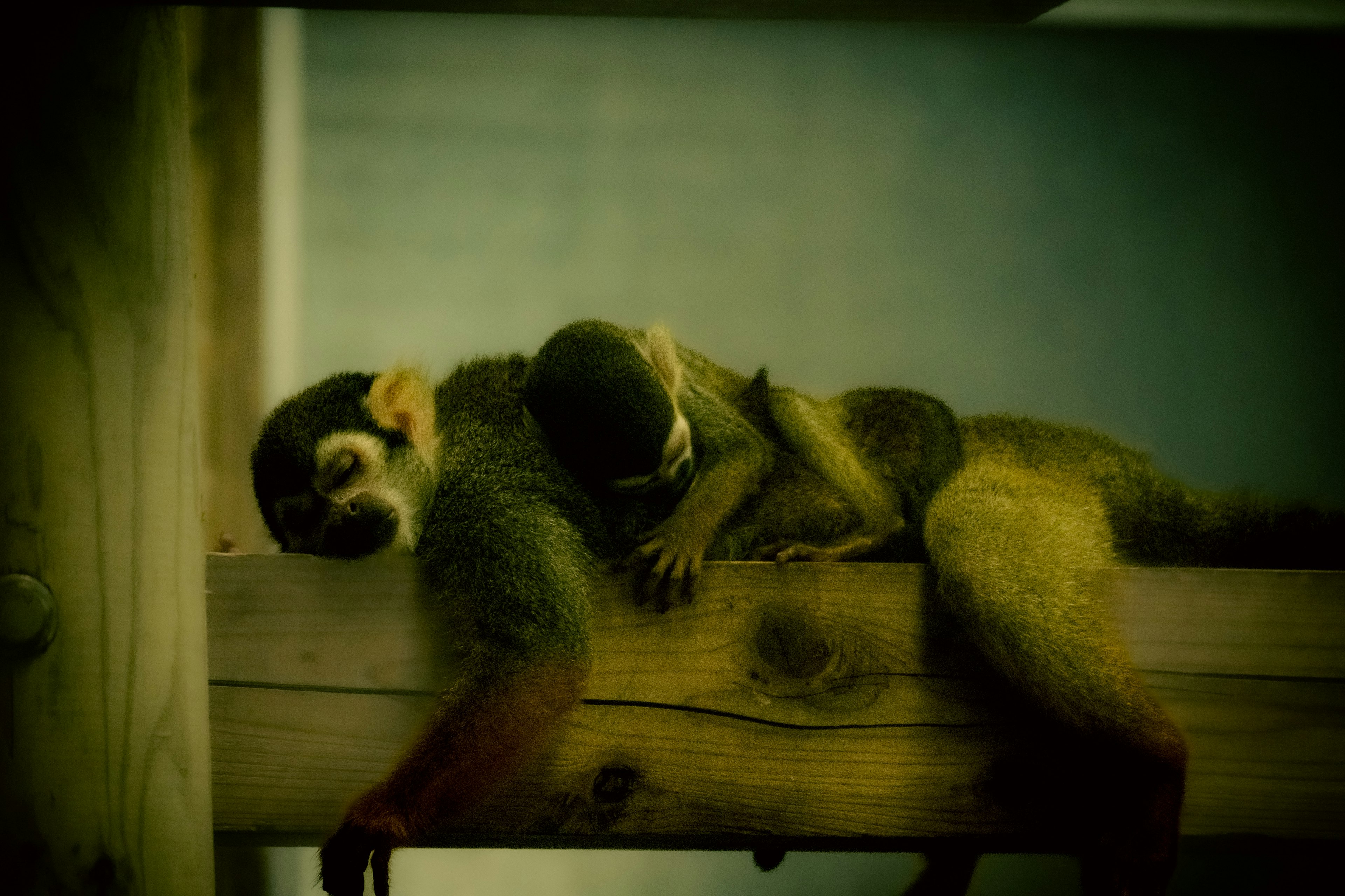 Two squirrel monkeys cuddling on a wooden beam