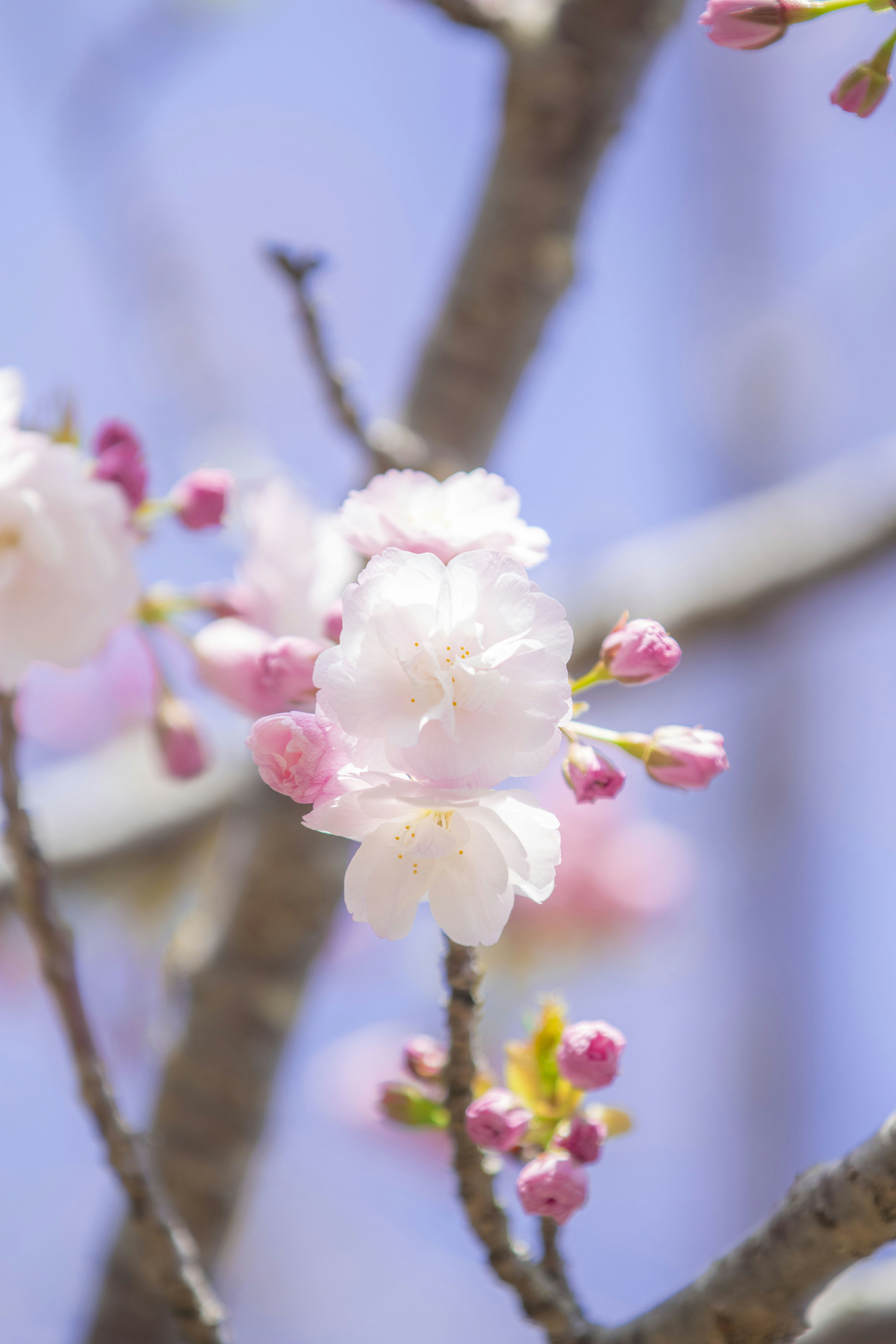 樱花在树枝上的特写