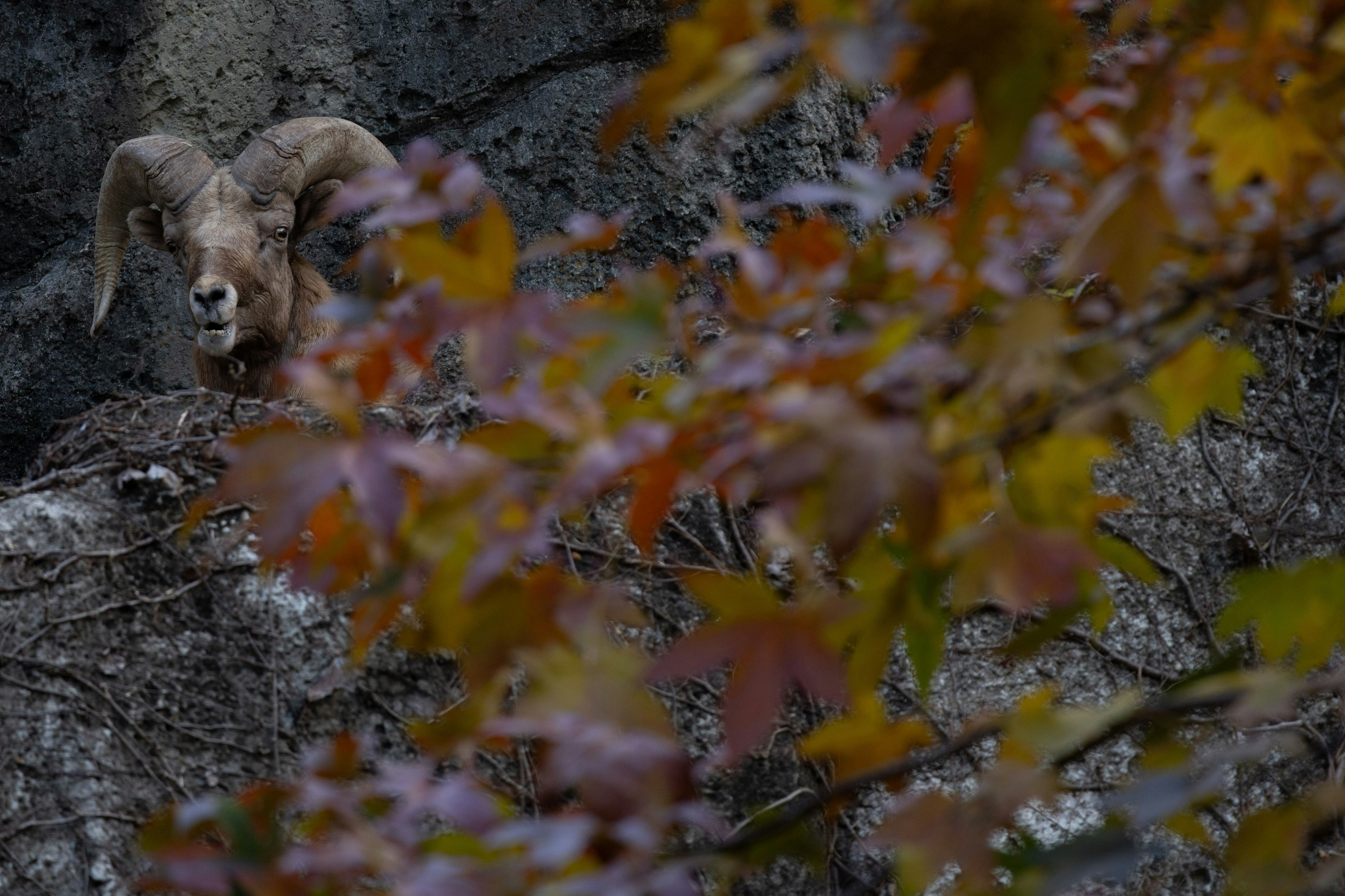 A large horned sheep on a rocky ledge surrounded by autumn leaves