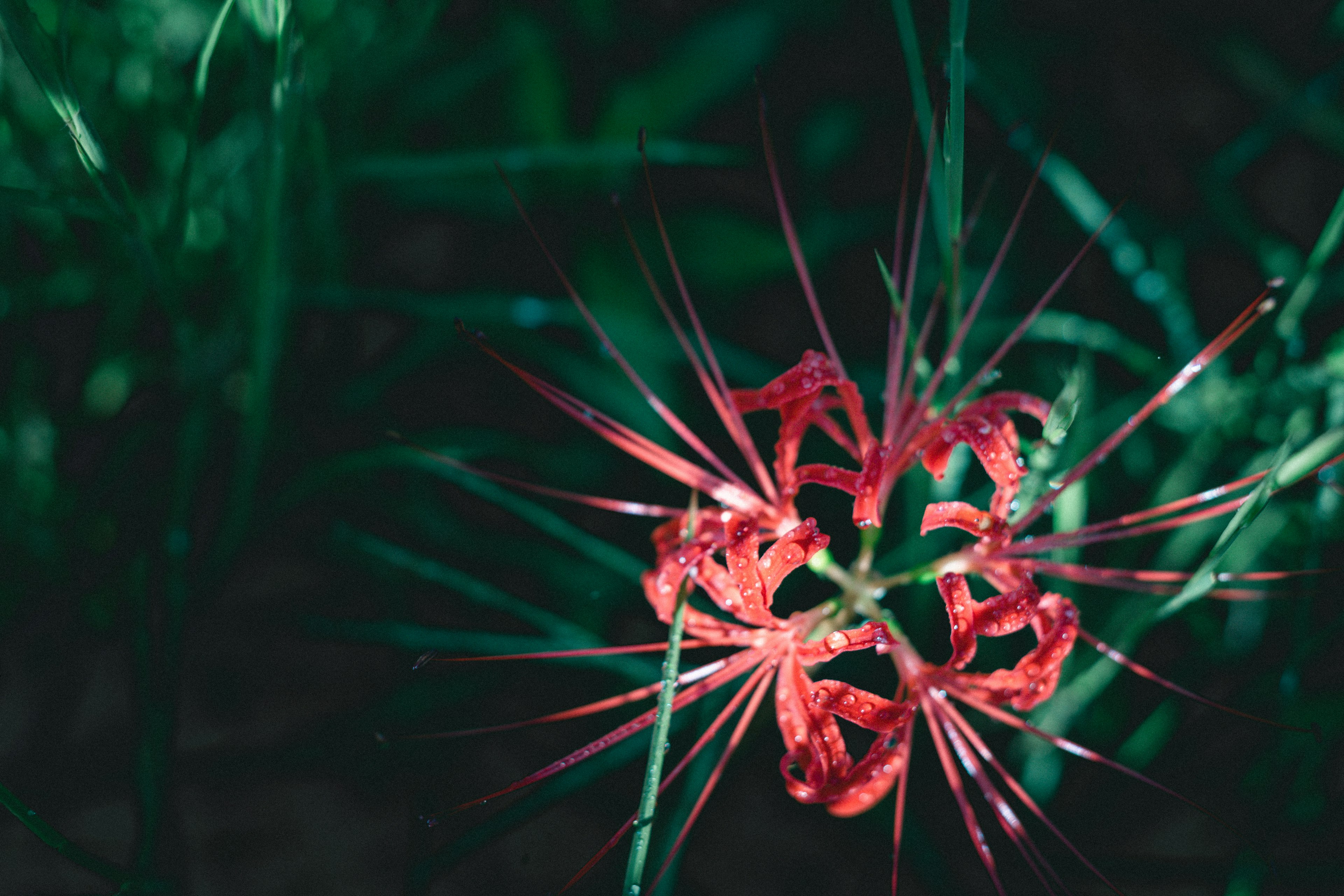 Acercamiento de una flor roja con pétalos espinosos sobre fondo verde