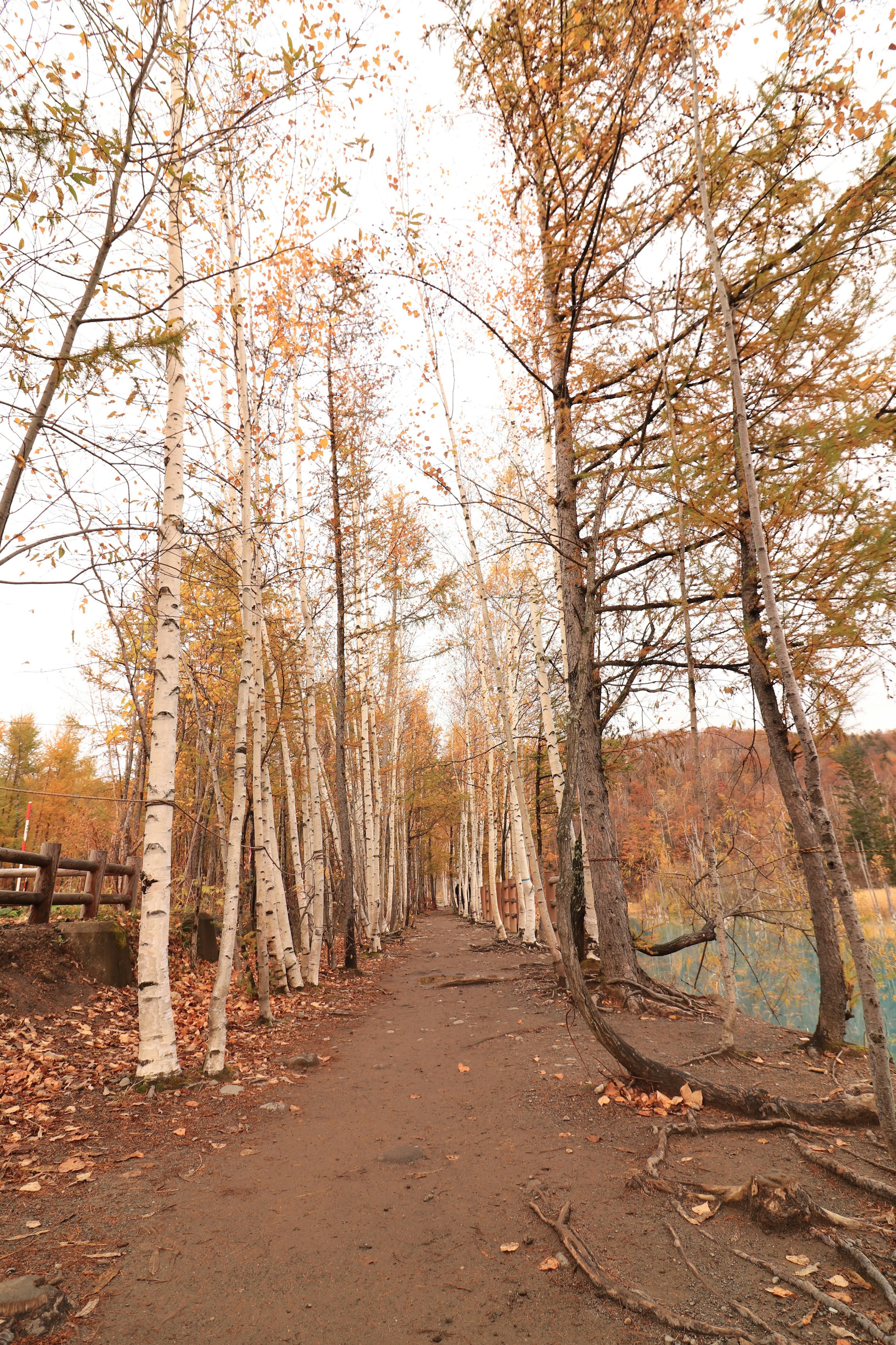 Sentier bordé de bouleaux avec feuillage d'automne