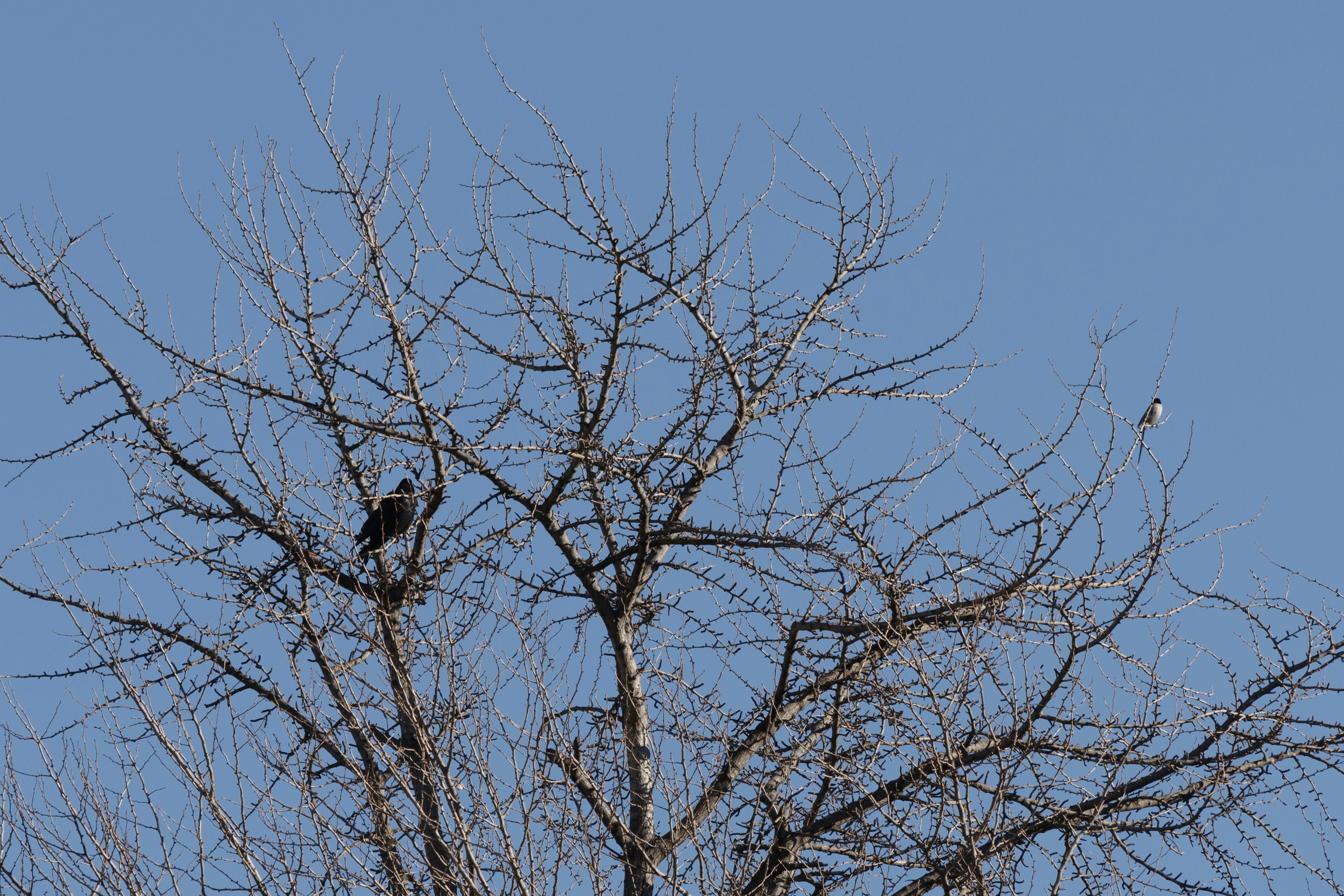 青空の下にある枝の少ない木にとまる二羽の鳥