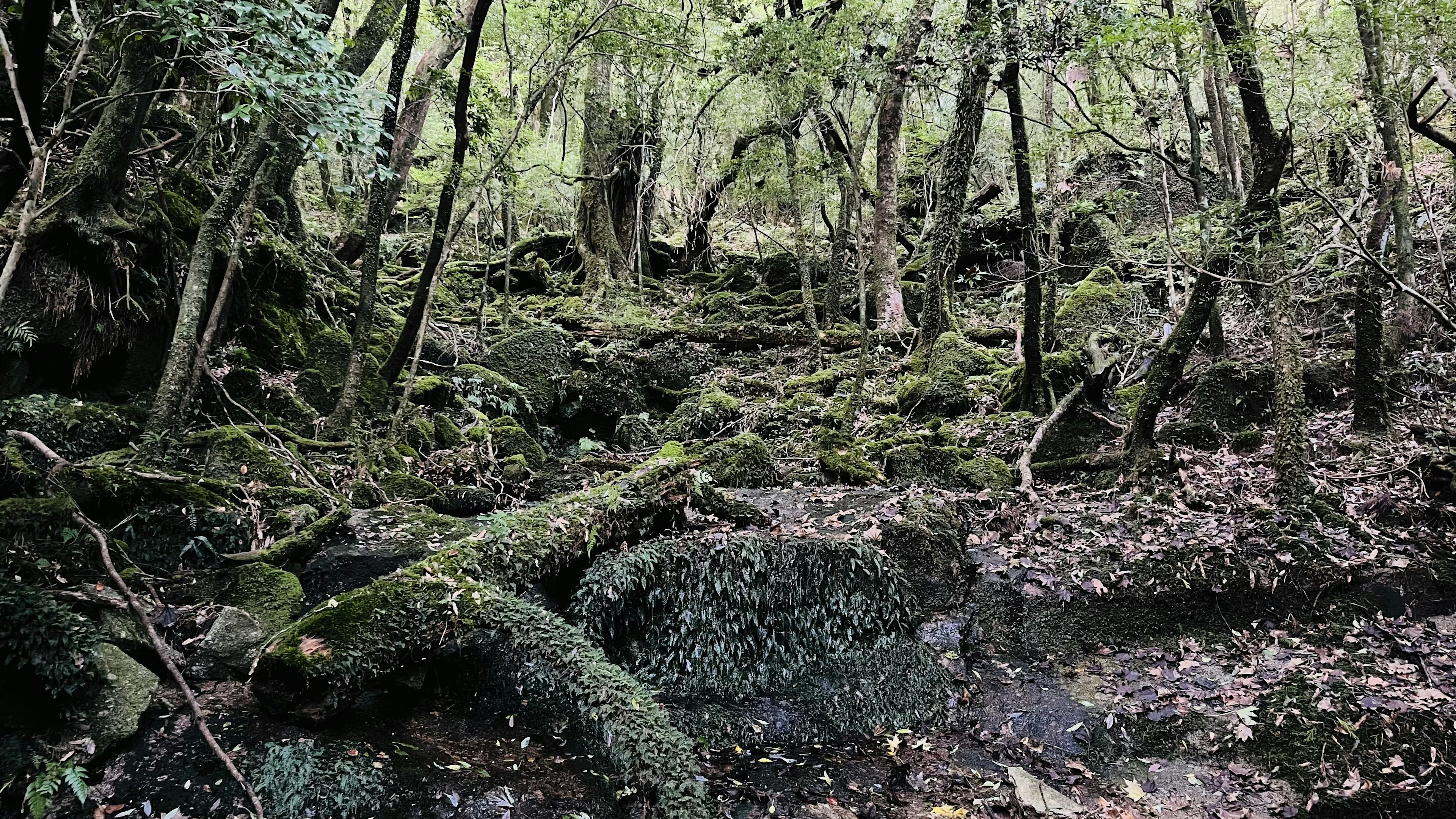 緑豊かな森の中に広がる苔むした岩と倒木の風景