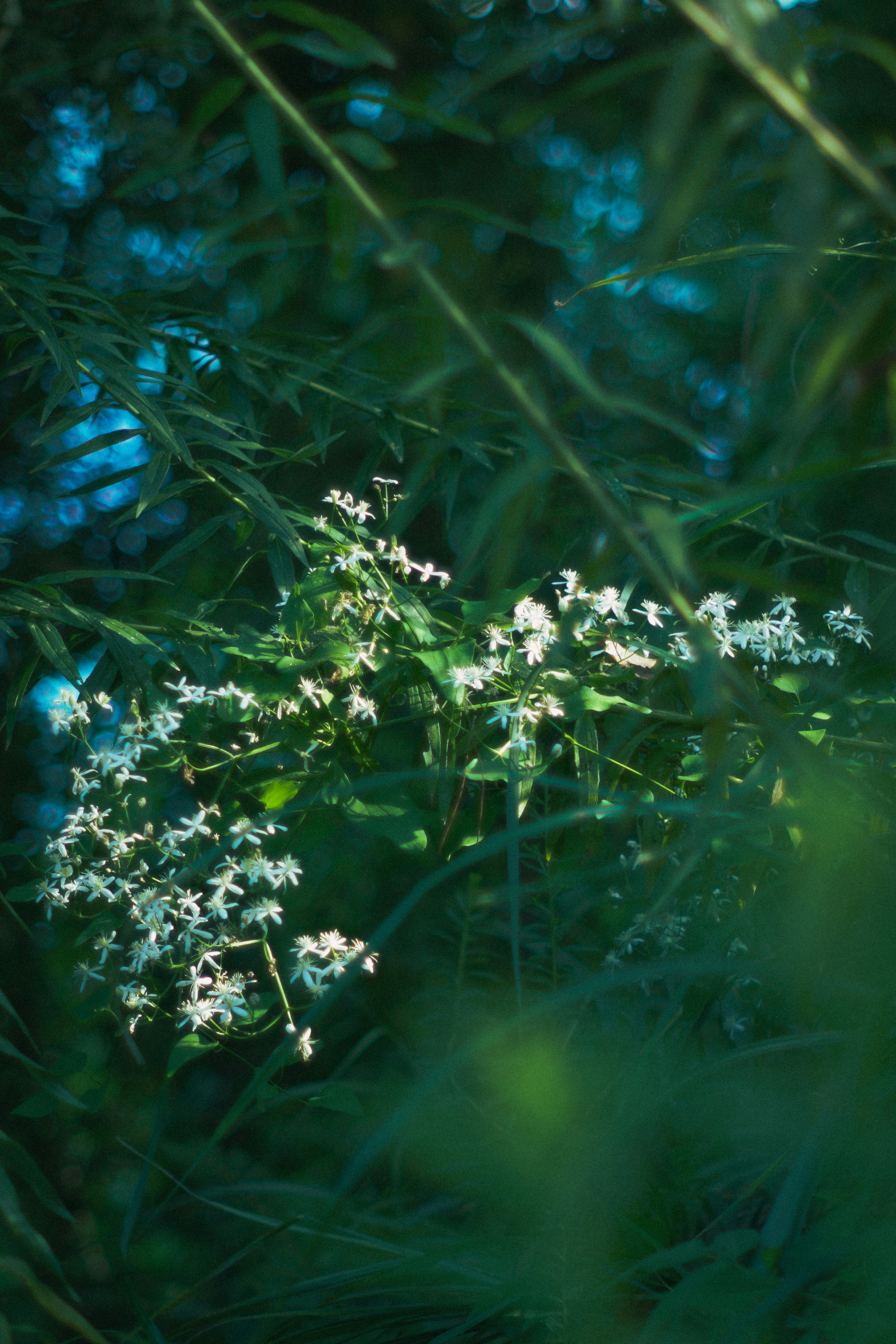 Groupe de fleurs blanches entourées de feuilles vertes