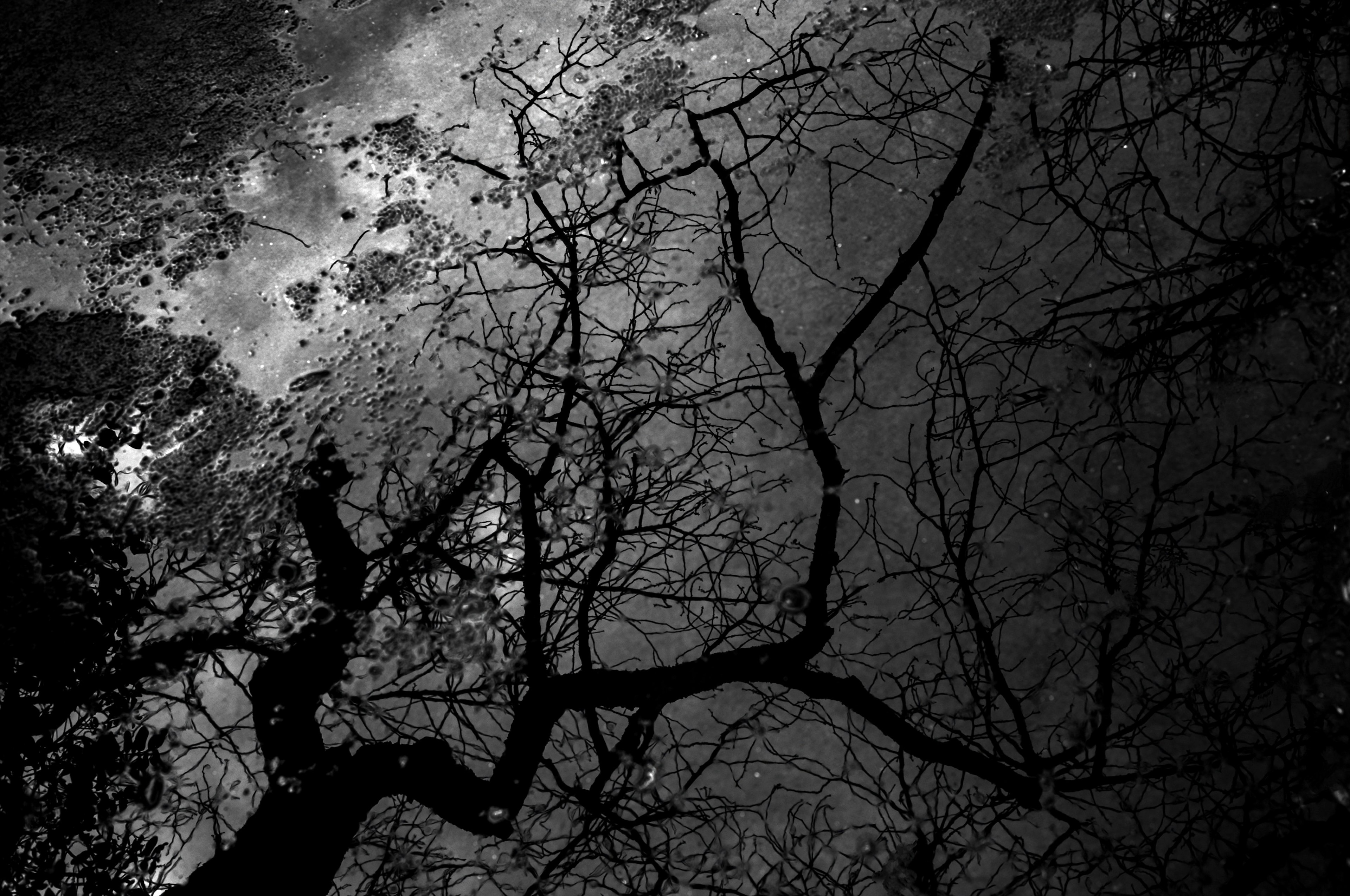 Silhouette de branches d'arbre reflétées dans l'eau sombre avec un fort contraste noir et blanc