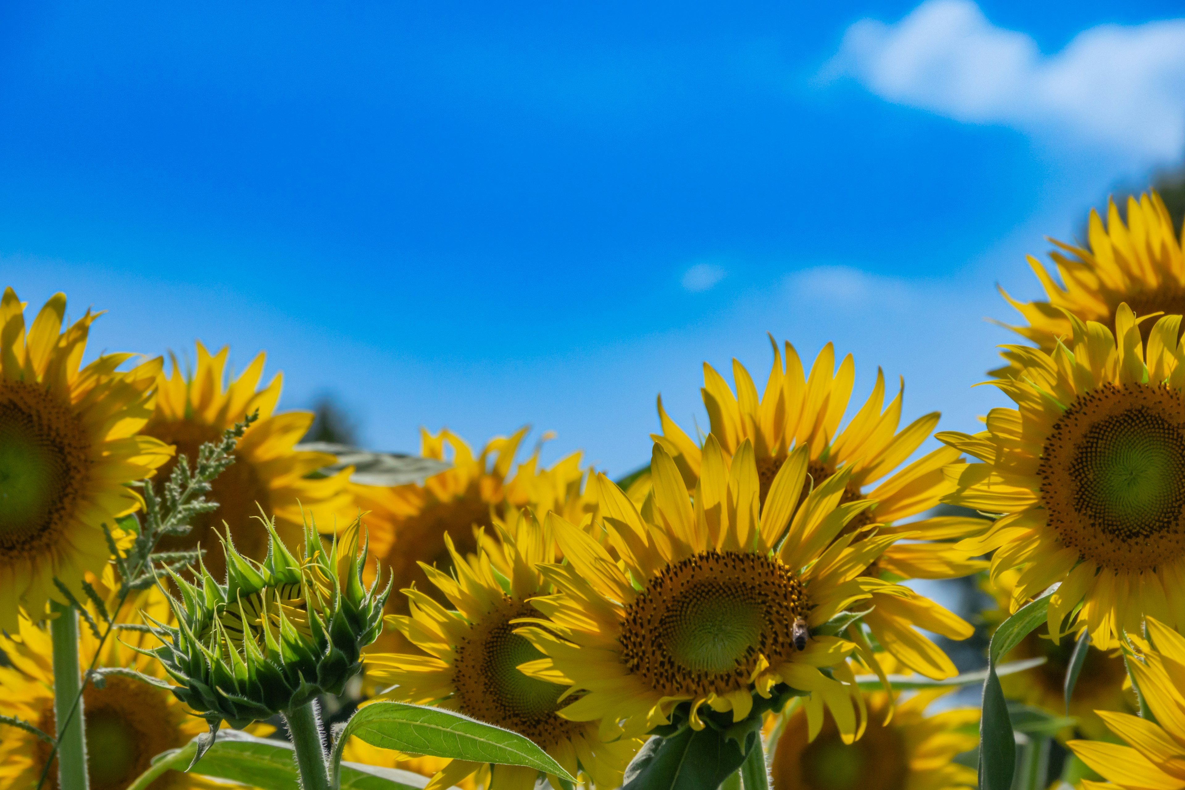 Bright sunflower field under a blue sky